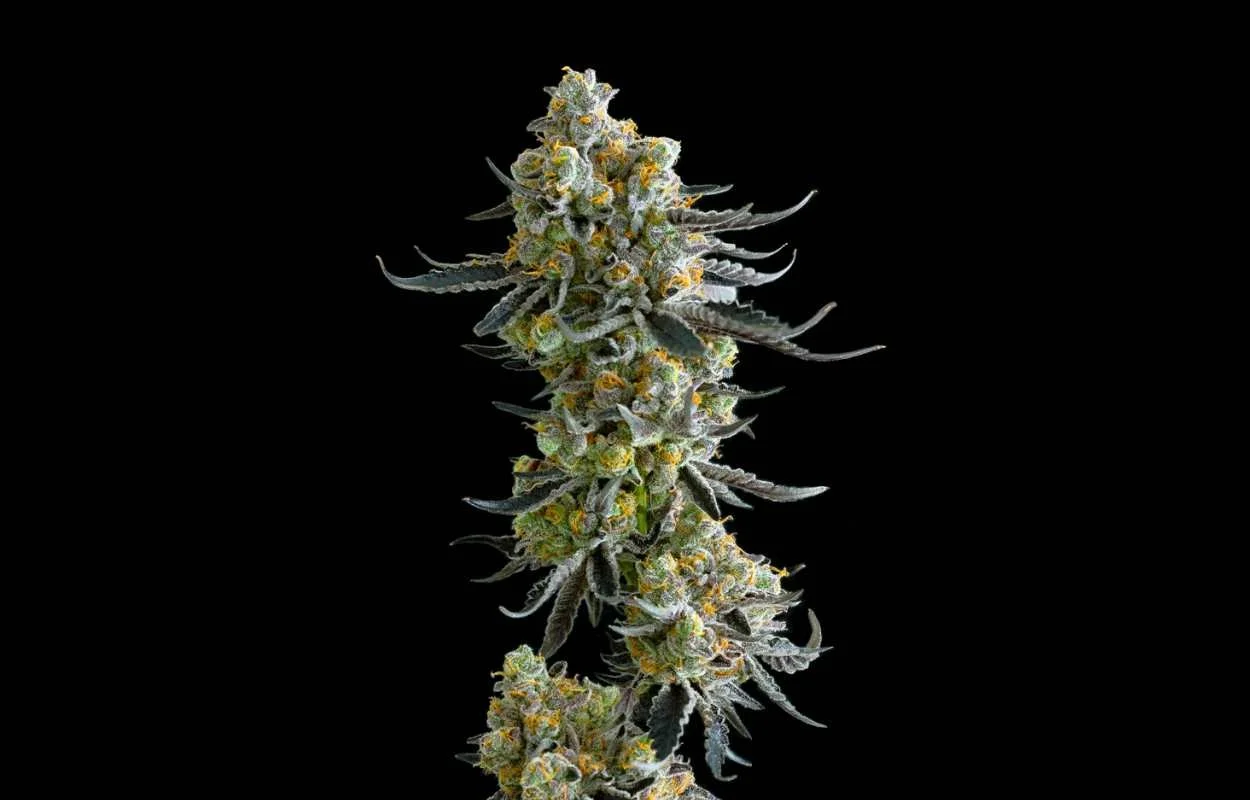 Gelato Poundcake Flower.jpg