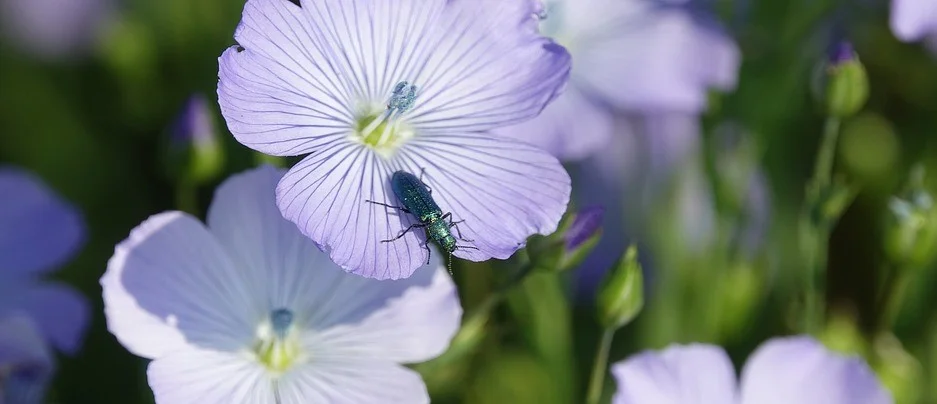 fleur-de-lin.jpg