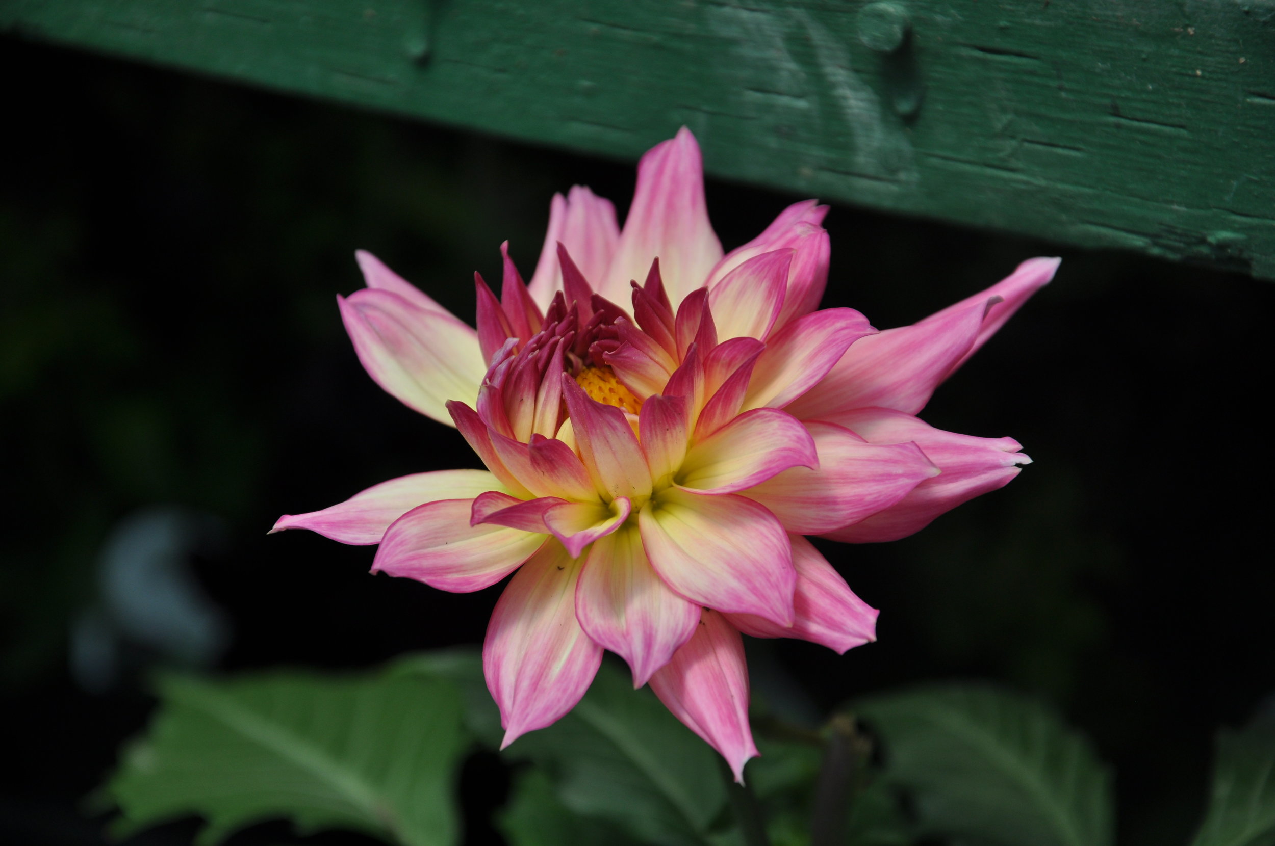DSC_1309.jpg