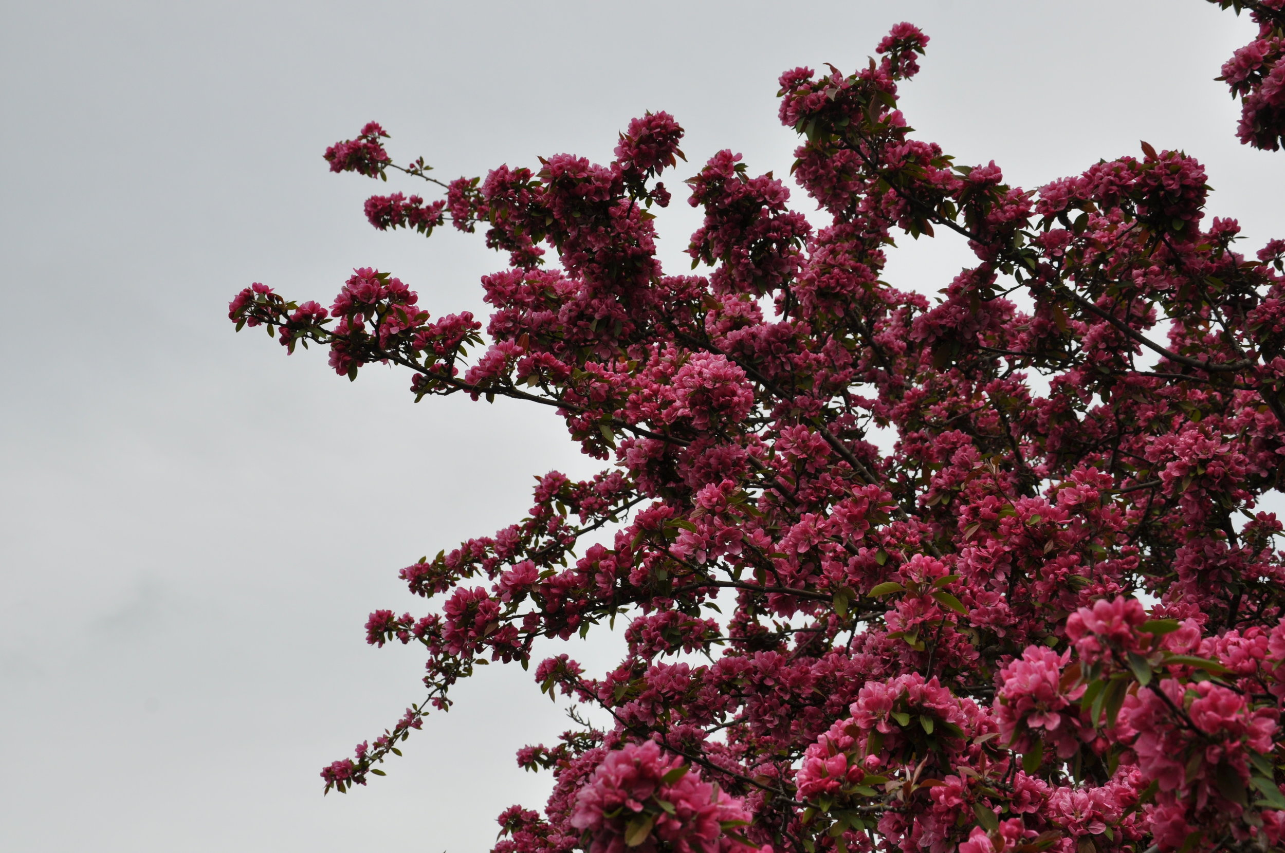 DSC_0521.jpg