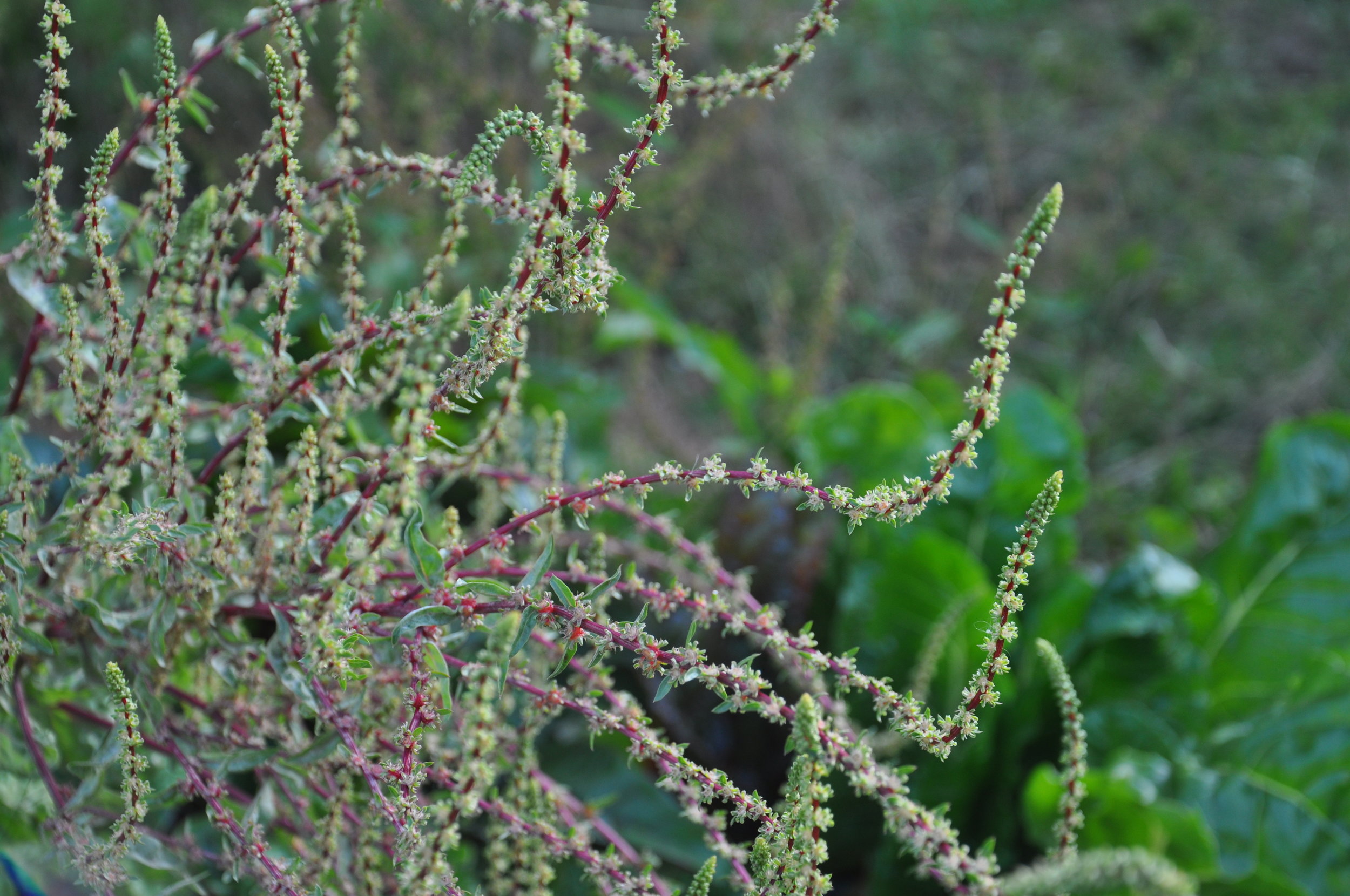 DSC_0248.jpg