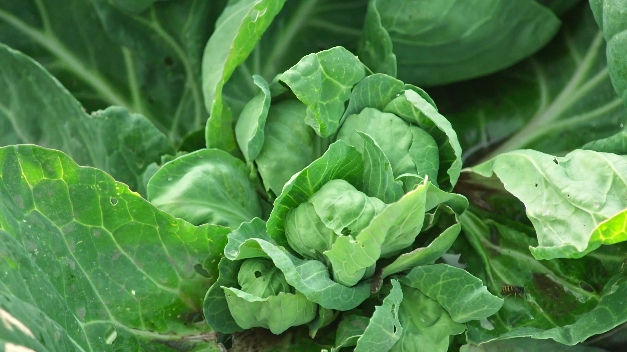 AG502a Caitlin Vince 8.jpeg