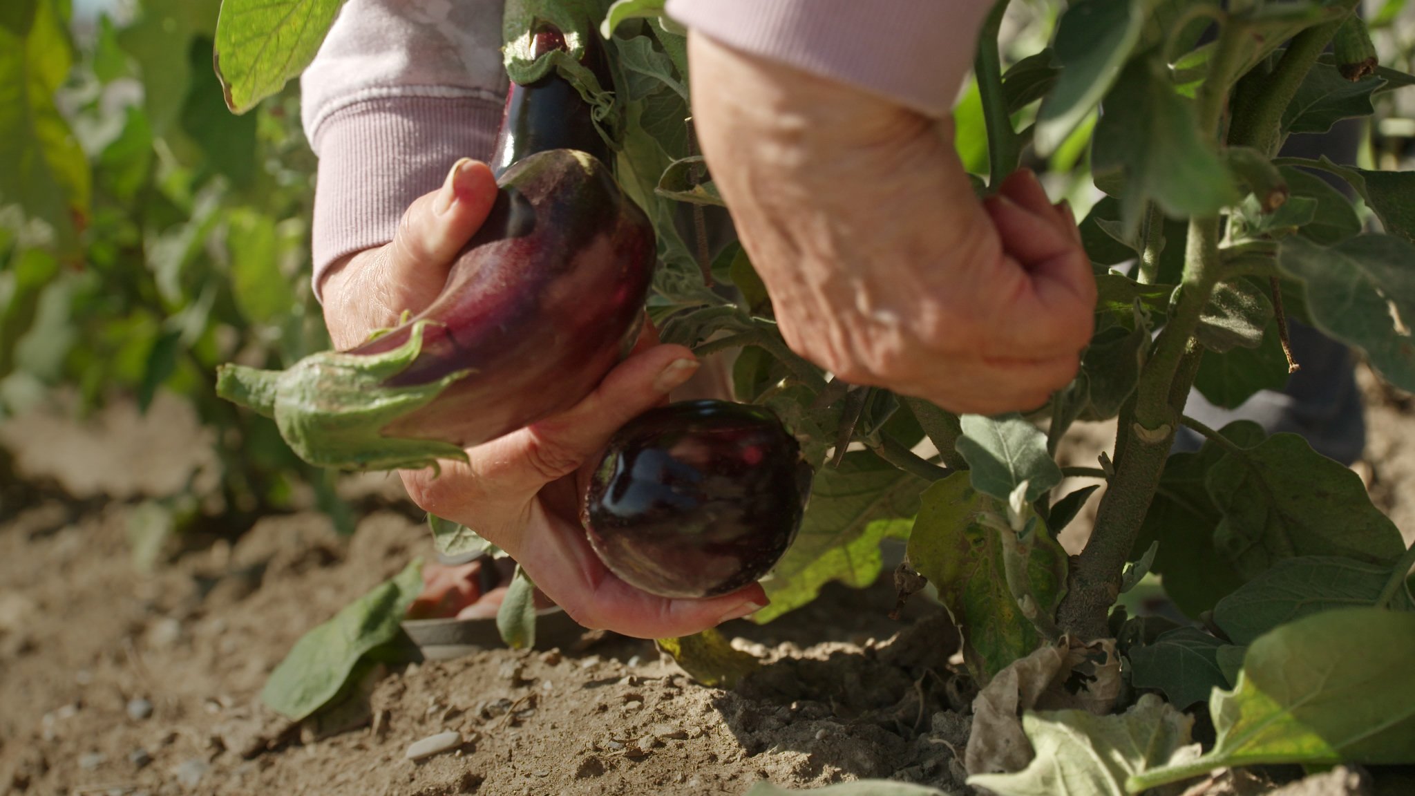 AG504a Maria and Carlo 12.jpeg