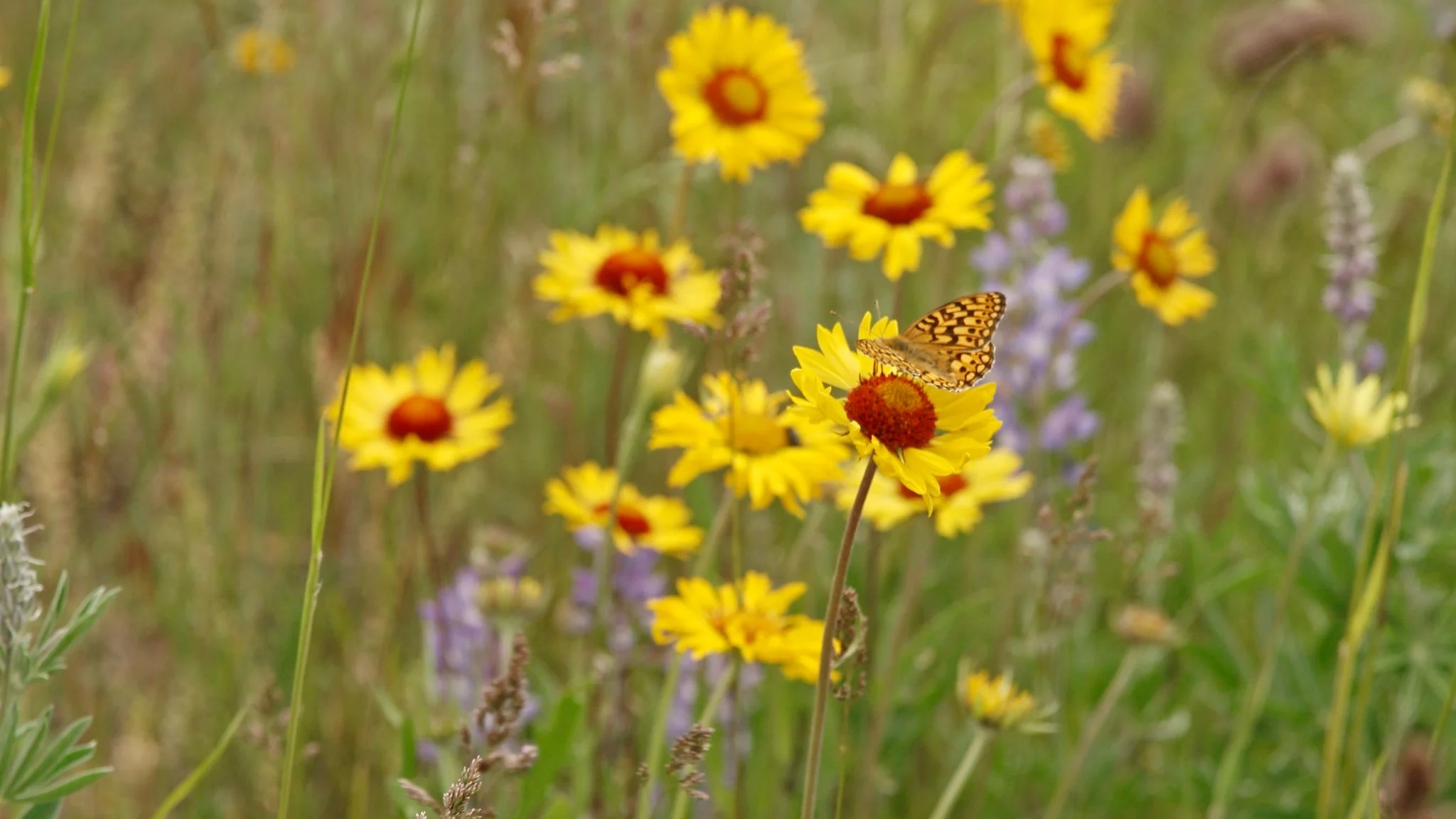 AG505a Janet Davis 6.jpeg