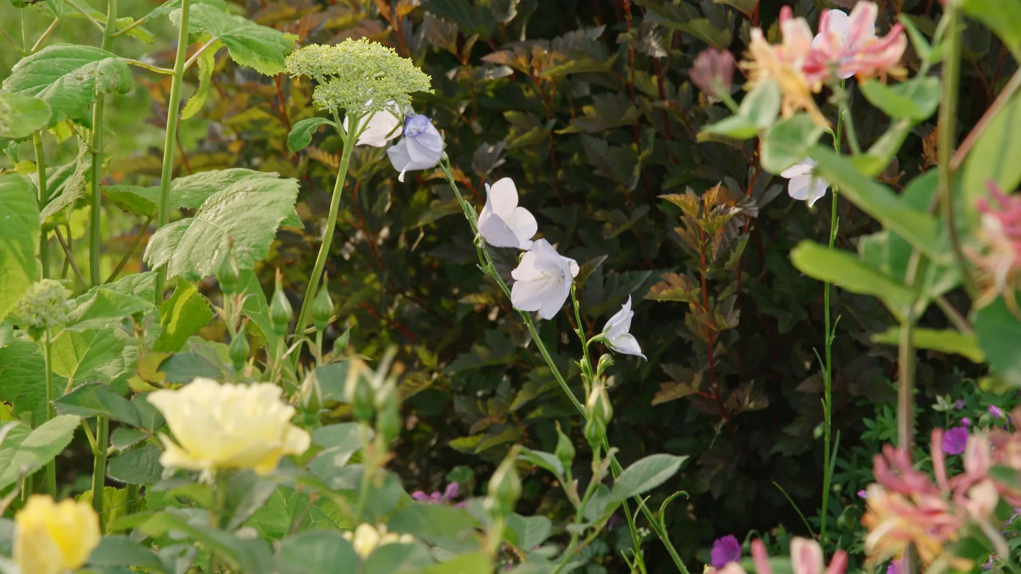 AG505b Anna Torma 25.jpeg