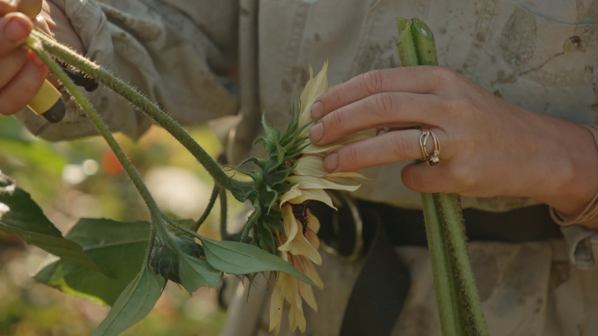 AG505c Ariel Rubin 4.jpeg