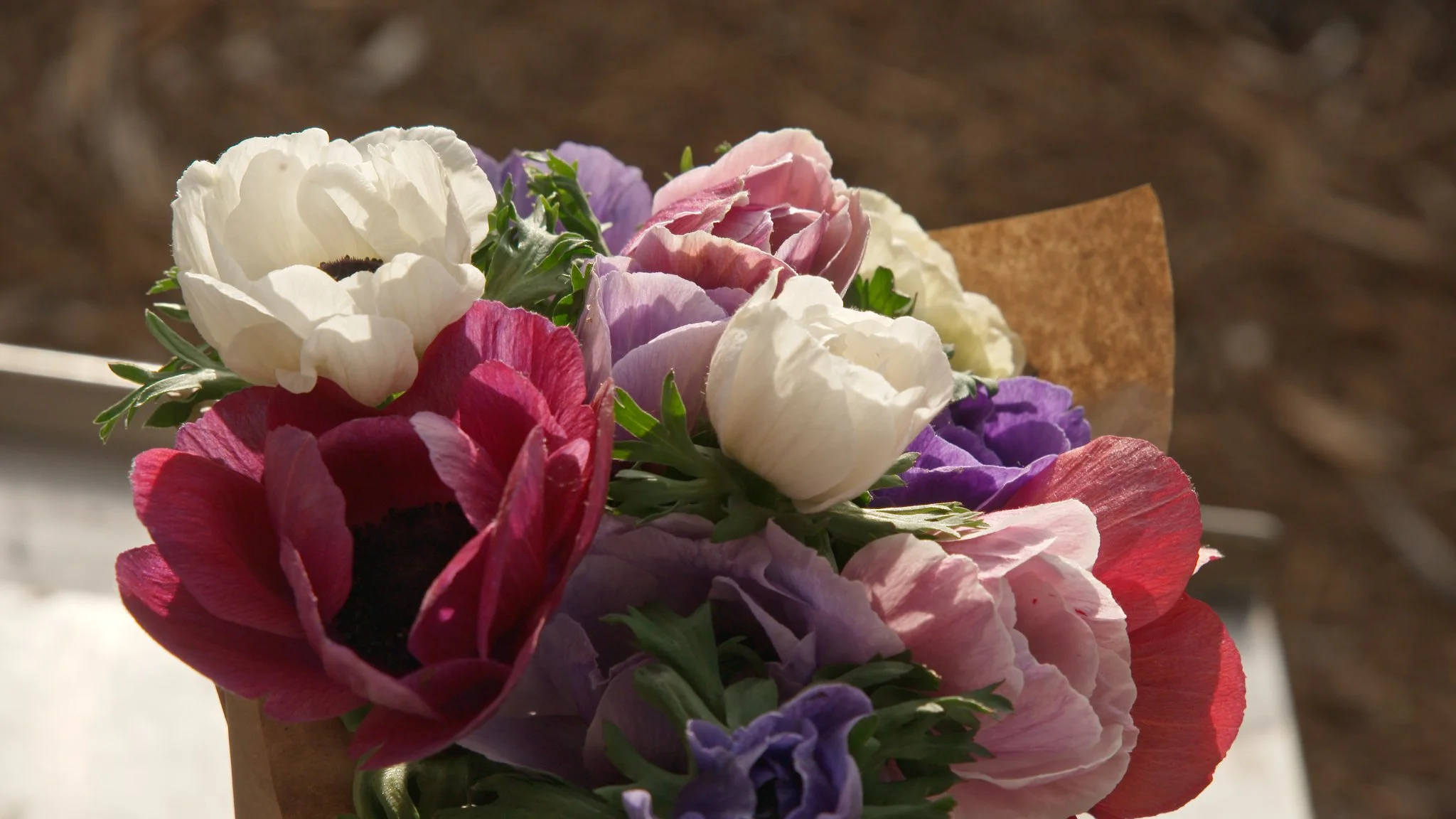 AG505c Ariel Rubin 13.jpeg