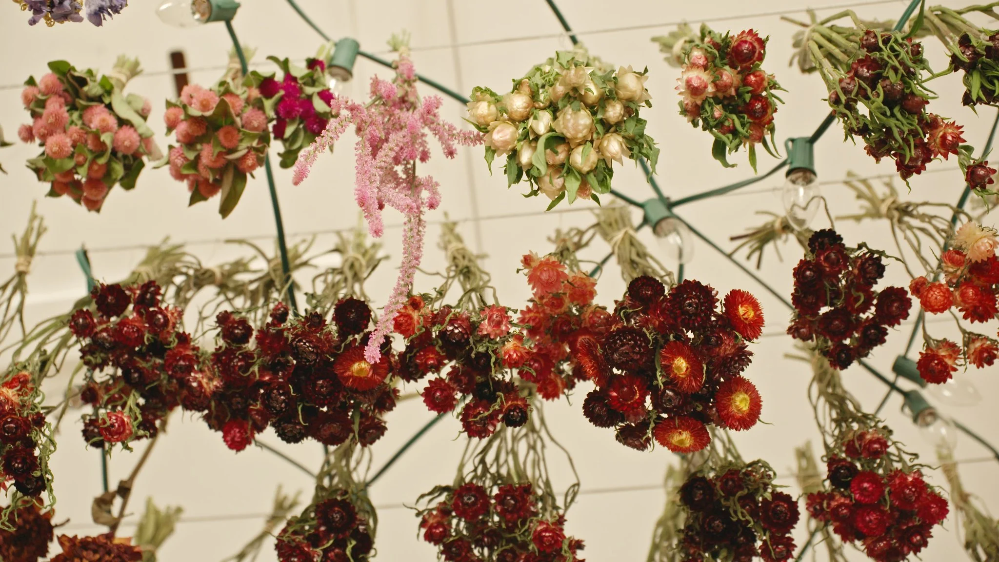 AG505c Ariel Rubin 37.jpeg