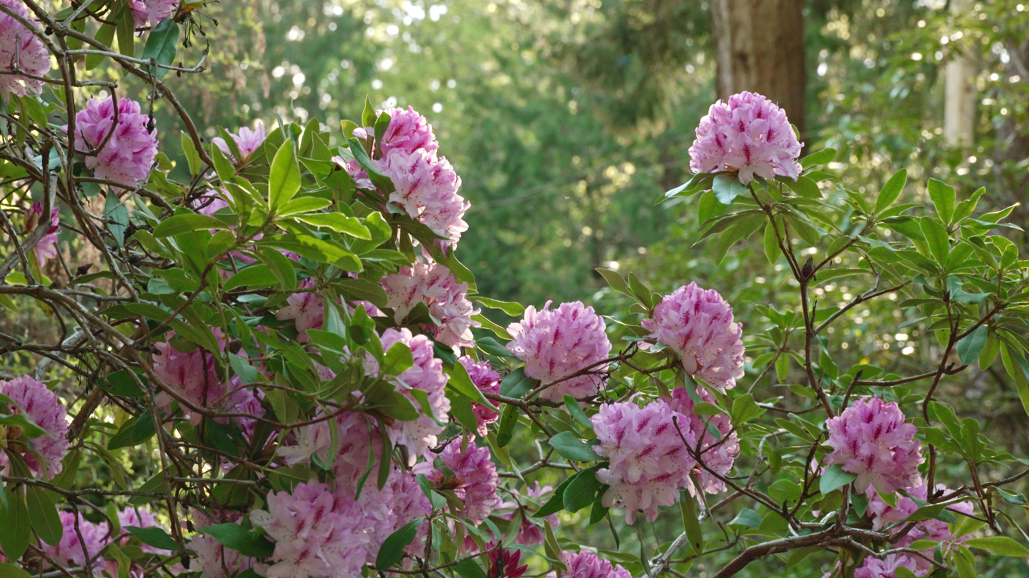 AG503b Milner Gardens 5.jpeg