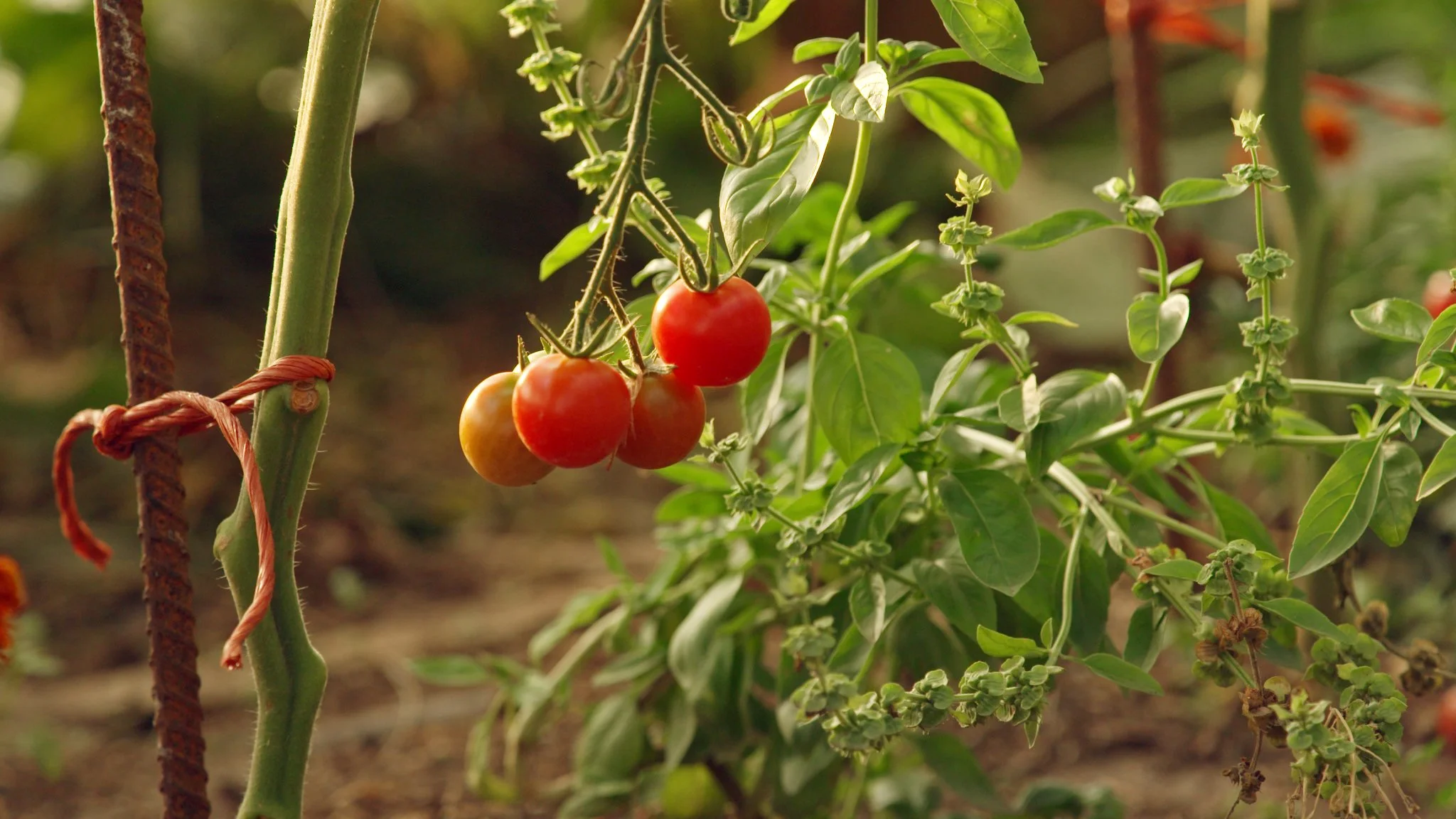 AG502a Caitlin Vince 9.jpeg