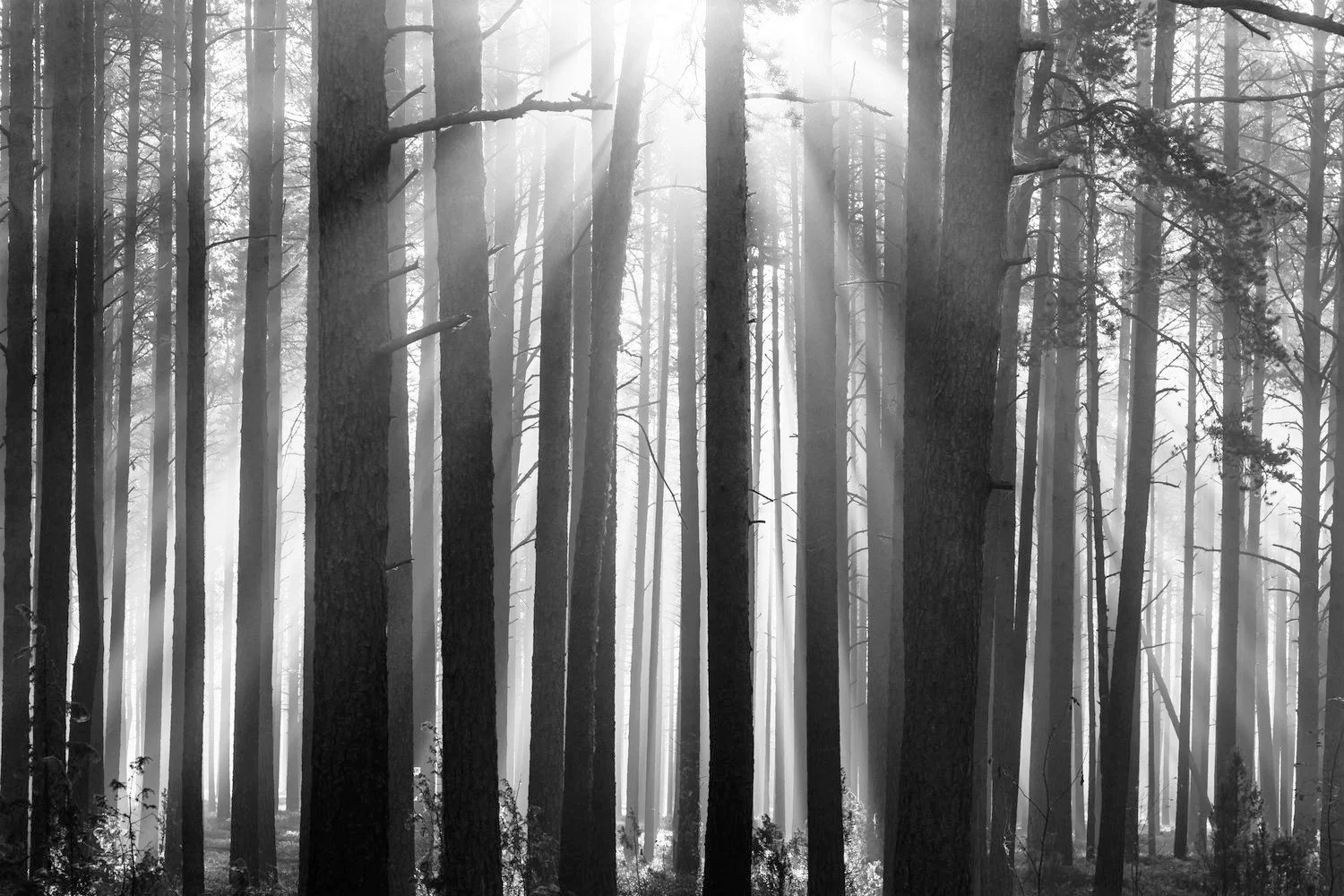 image-asset (2).jpeg