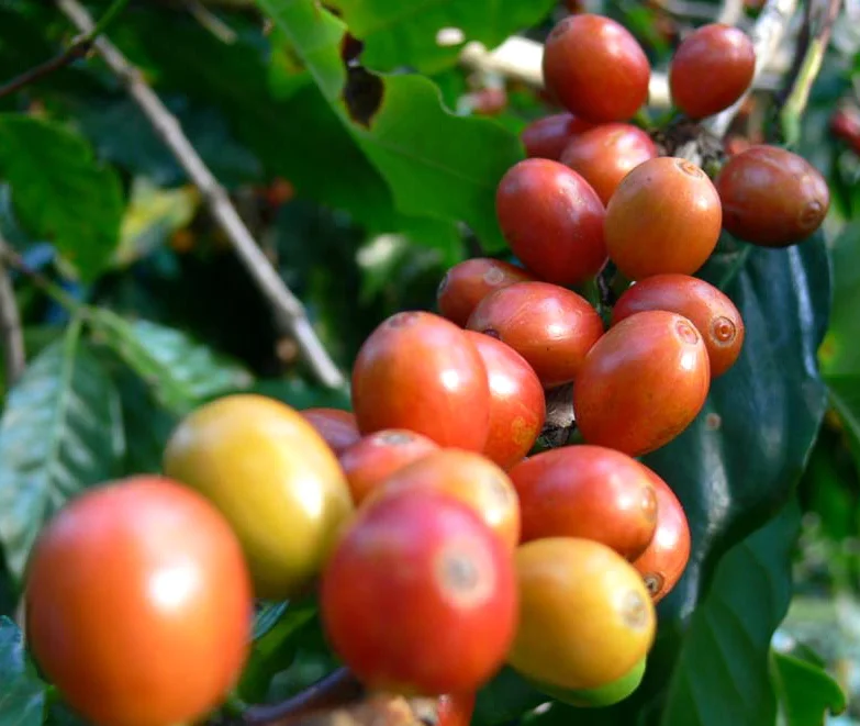 CoffeeFruit.jpg