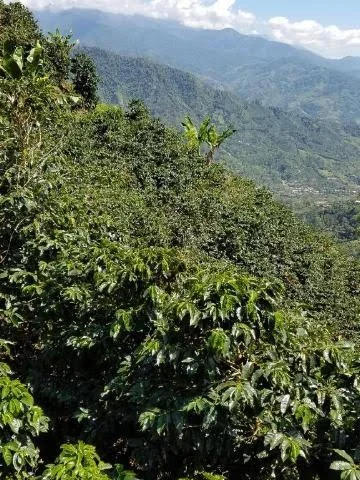 finca-la-mina.jpg