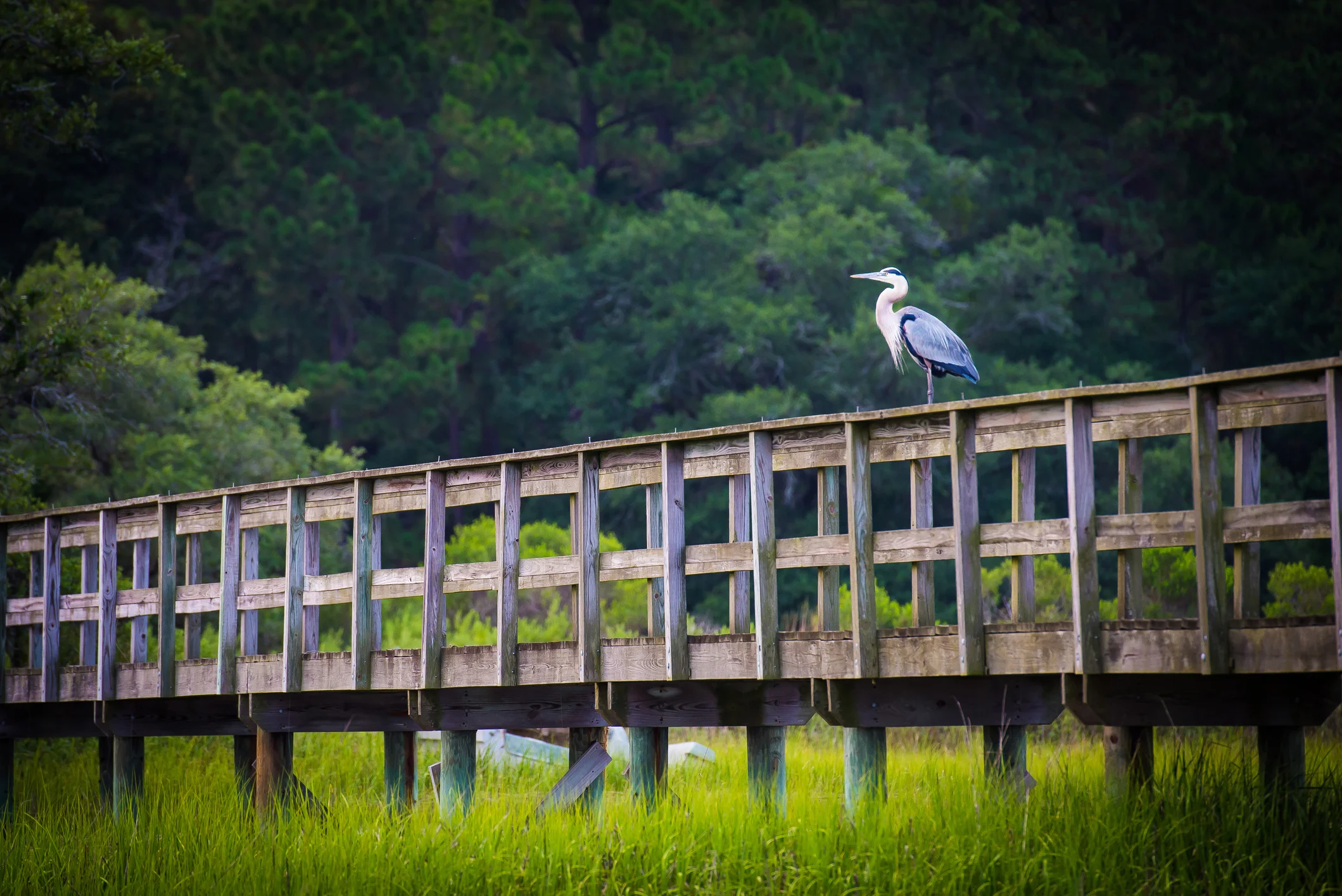 Backdoor Roth IRAs – Part 1: An Introduction