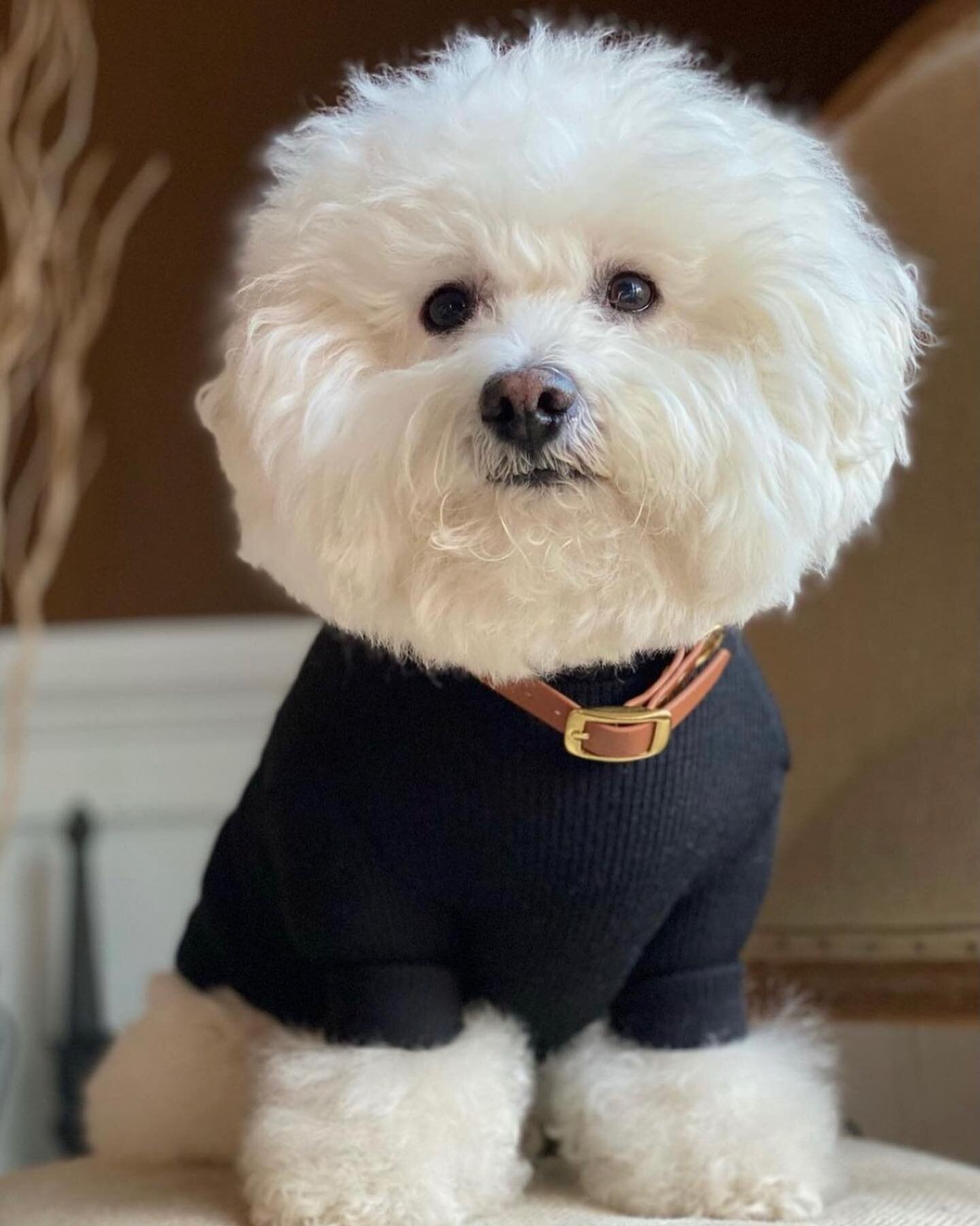 Ok, it was the luxe sweater and vegan leather collar that did it for us 😩

Our #FeatureFriday goes to Krispy Kreme 🤩🐶
⁣
📸 @krispykremethebichon thanks for the tag ⁣
⁣
Tag @bestinshawdogshowdc to be featured ❤️
⁣
⁣
⁣
⁣
⁣
⁣
⁣
#bestinshawdogshowdc #