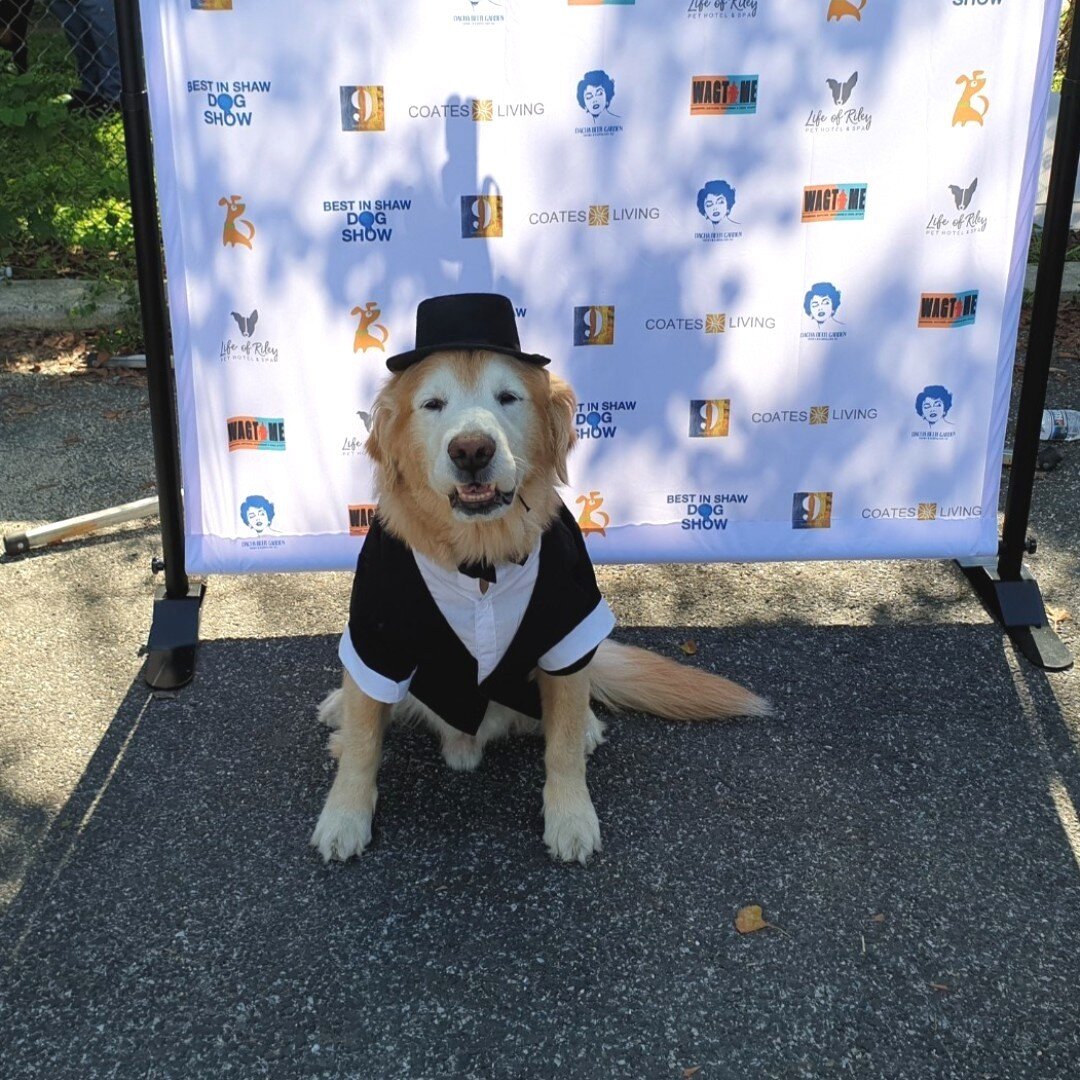 The Best in Shaw Dog Show offers seven exciting entry categories:
⠀
1. Most Handsome Male
2. Most Prettiest Female
3. Best Rescue Dog
4. Best Trick or Talent
5. Best Puppy
6. Best Senior Dog
7. Most Impressive Outfit
⠀
Which category could your pooch