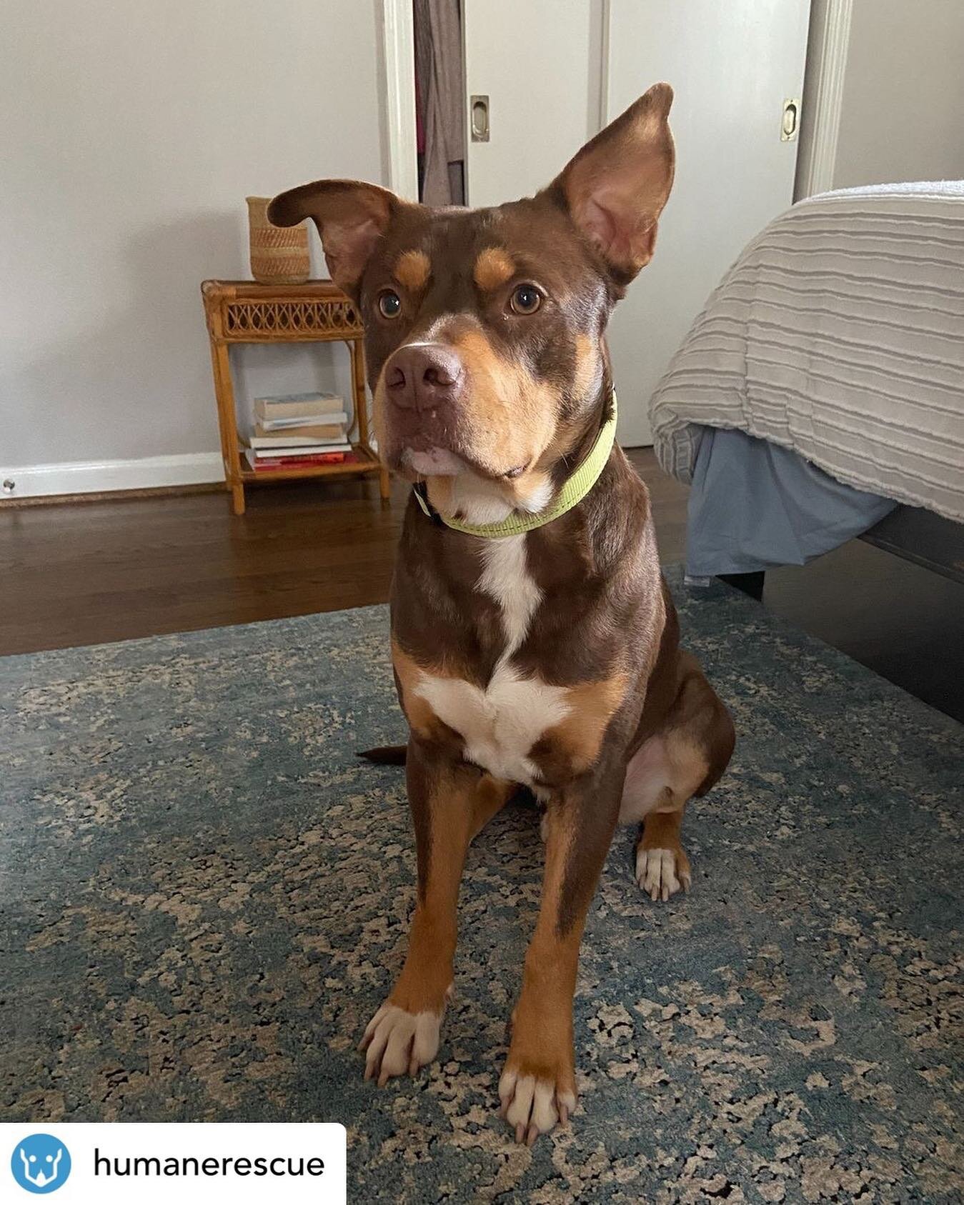 @humanerescue &ldquo;Rex is one good dog. Here are just some of his amazing qualities
-He's calm and curious
-He's friendly with everyone, including kids, and other dogs 
-He already knows basic commands
-Loves face scritches

Learn more about Rex an