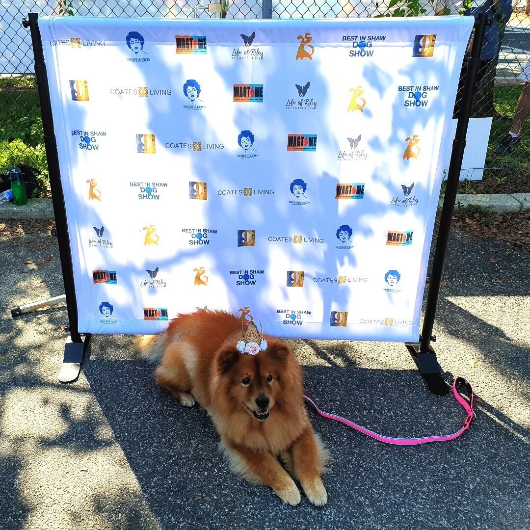 #Throwbackthursday to this Princess pooch 👑at our 2018 show!

⠀
⠀
⠀
⠀

#bestinshawdogshowdc #dog #dcdogs #dcdogmoms #dcdogdads #dogsofinstagram #dogs #dogstagram #doglover #dogoftheday #instadog #doglovers #doglife #dogsofinsta #doggo #doggy #dogsof