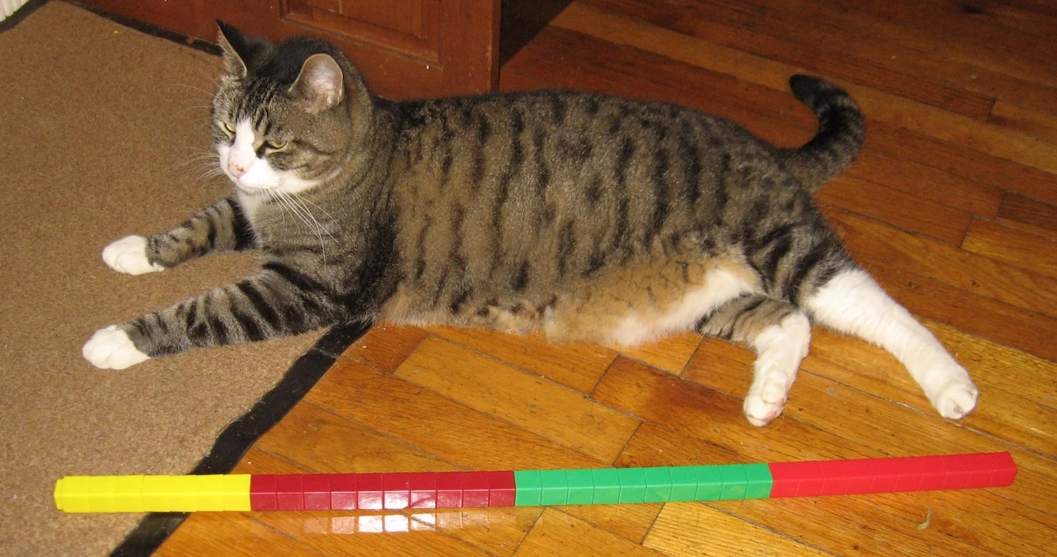 cat.jpg