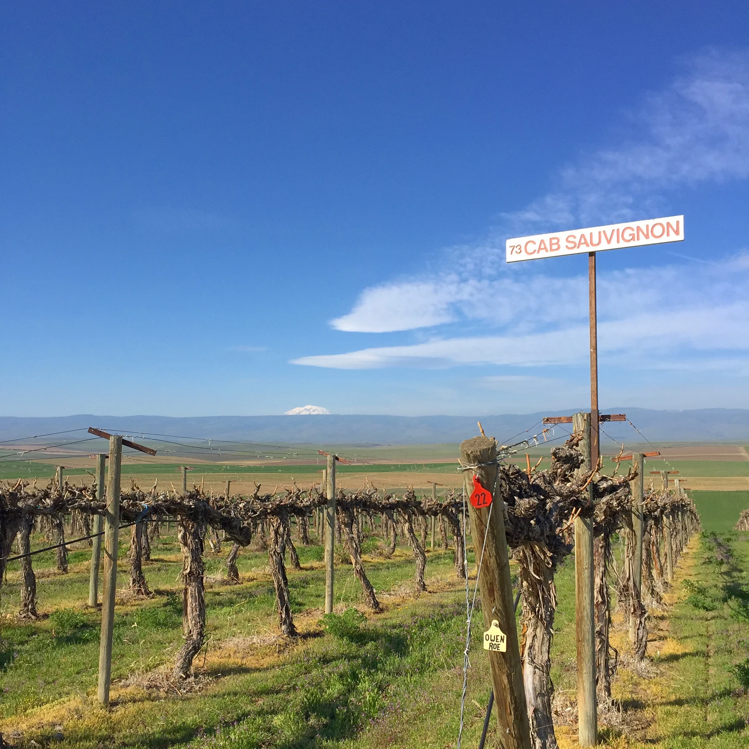 Cabernet Sauvignon, Red Willow Vineyard