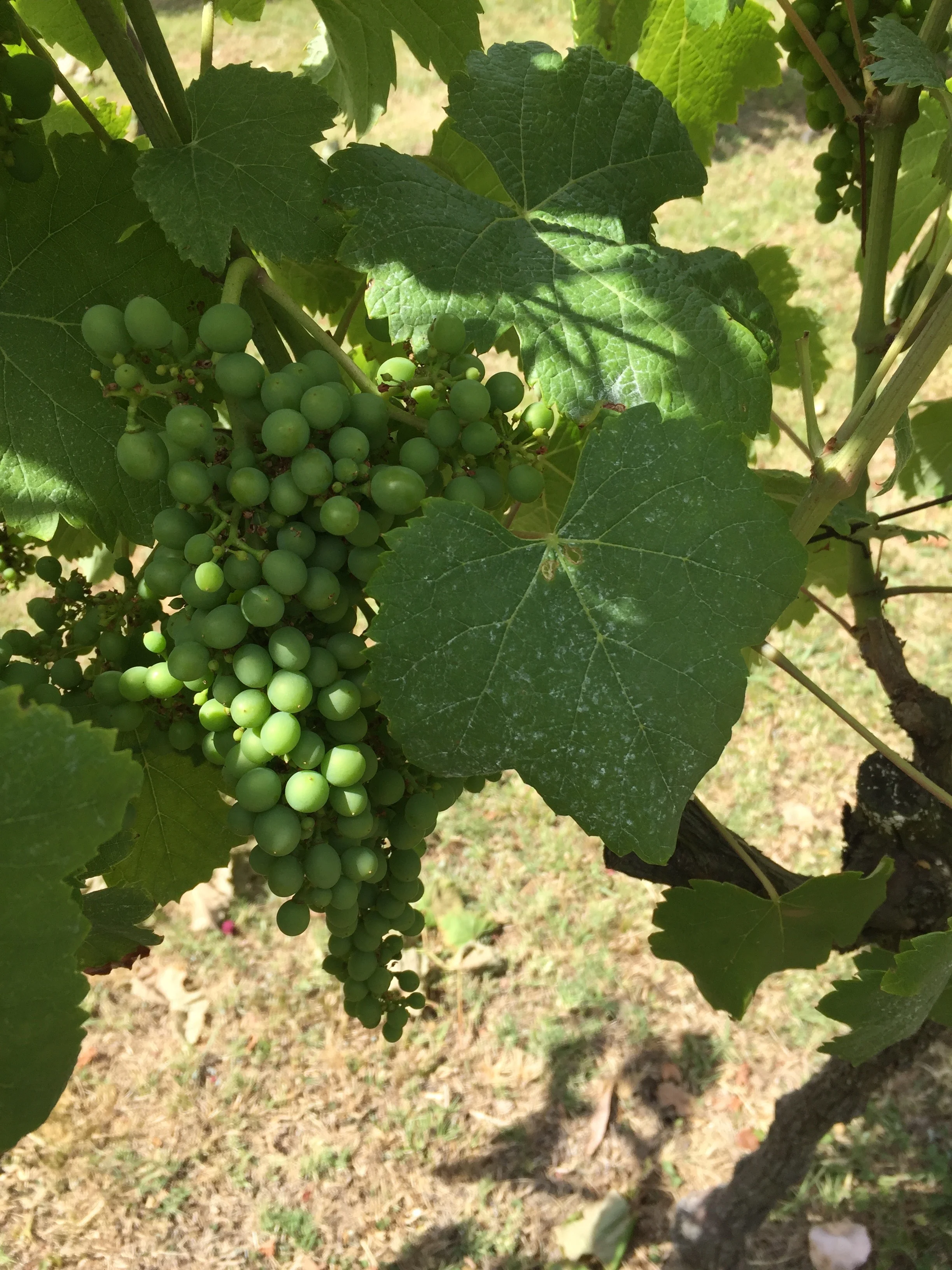 Tannat and its large leaves