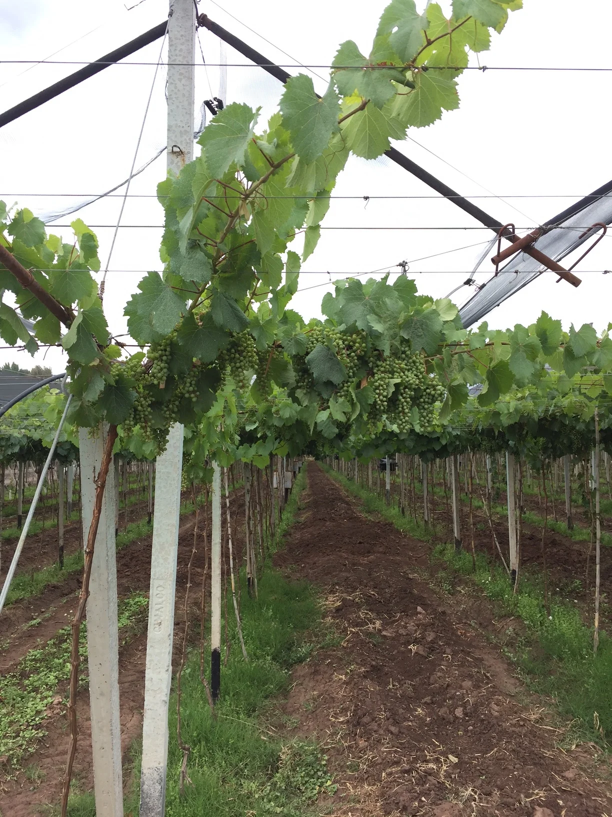Pergola vines in Mendoza