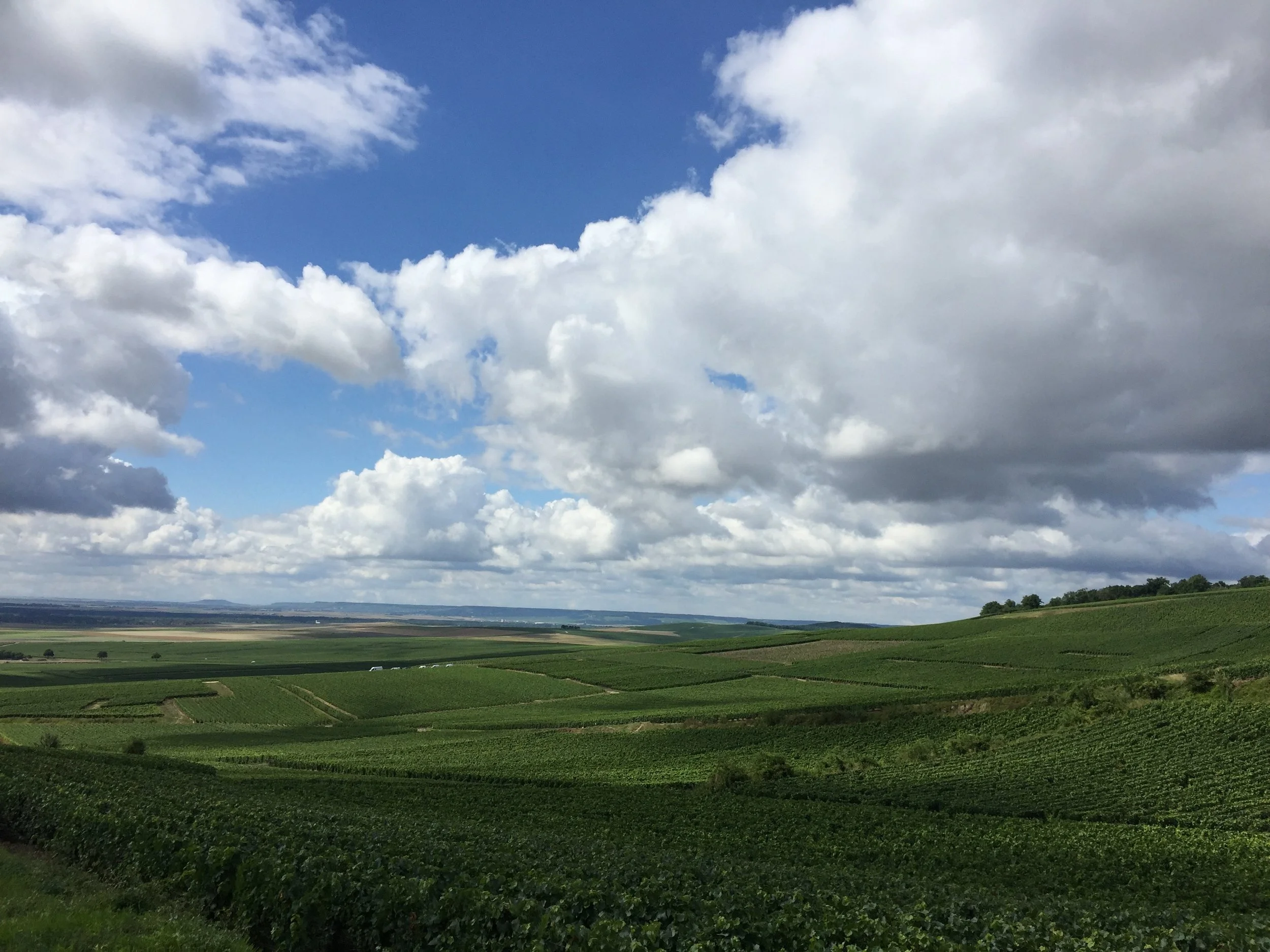 champagne-vineyards.jpg