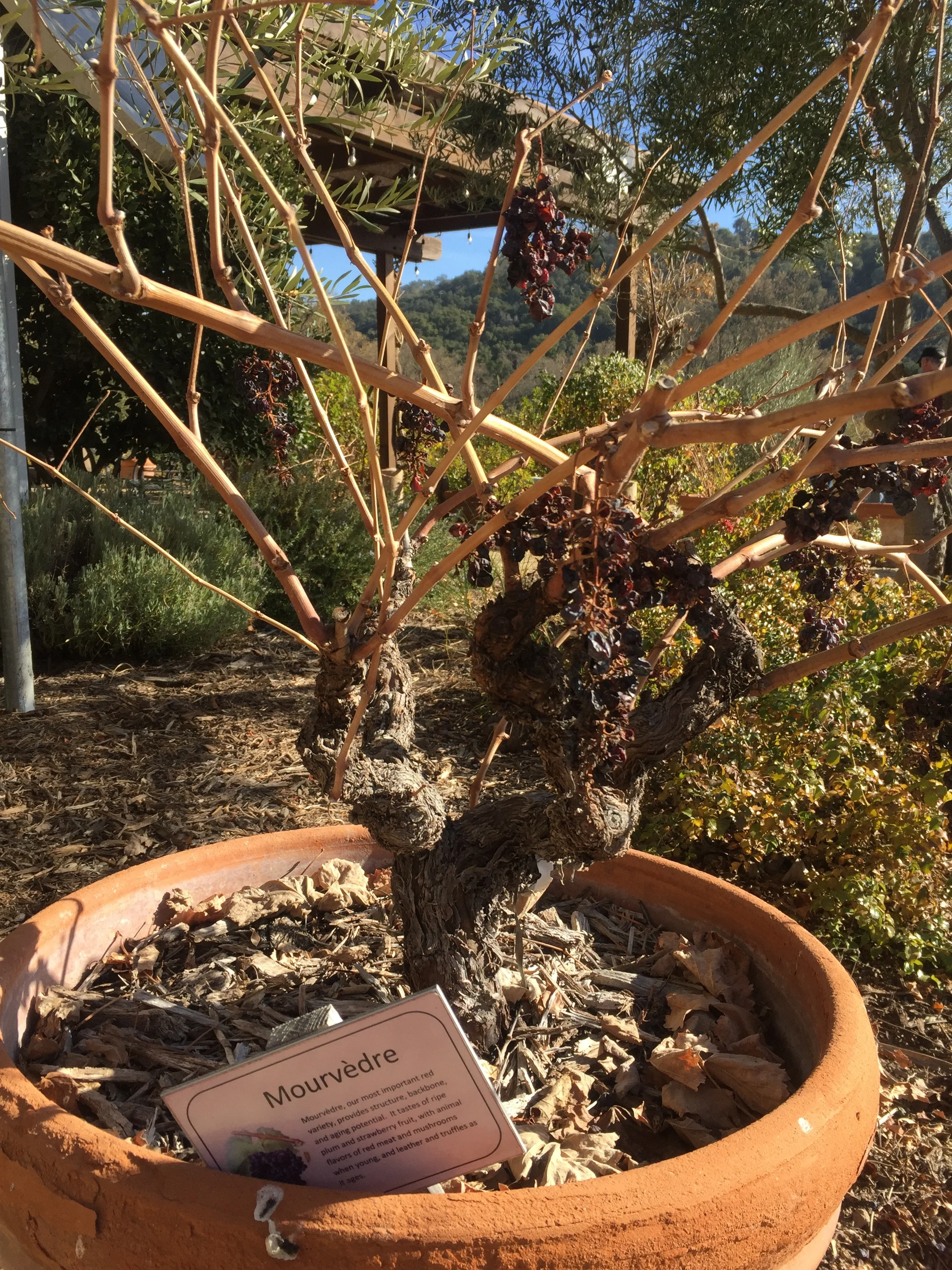 tablas-creek-mourvedre.jpg