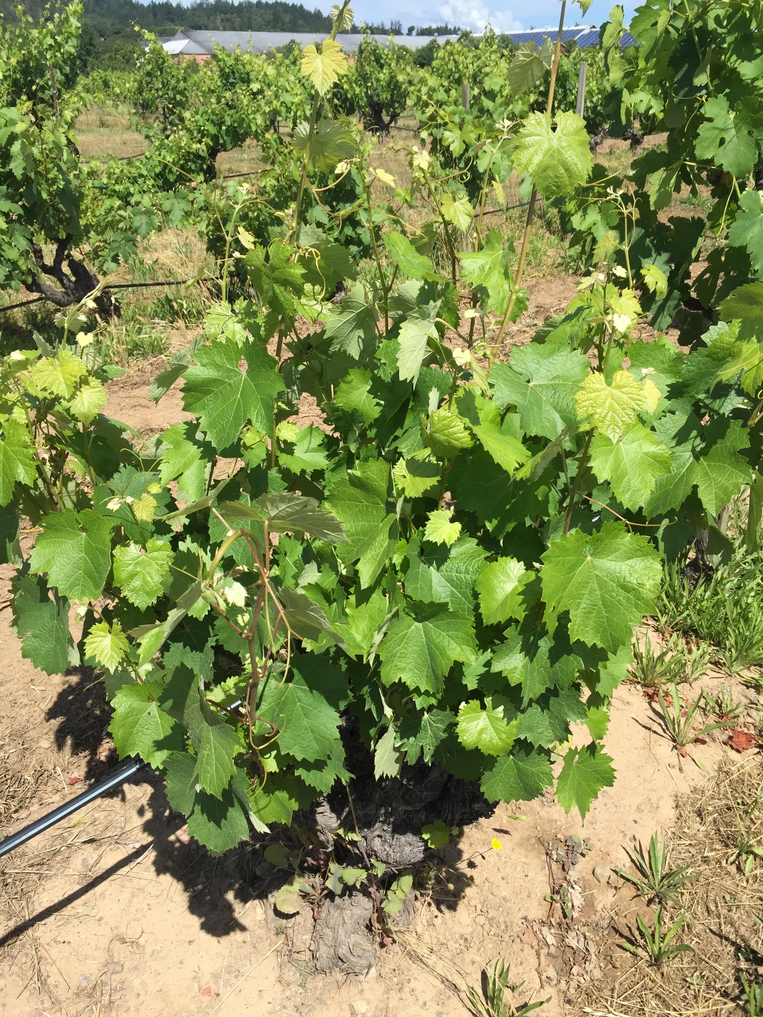 Mataro, or Mourvèdre as it's known in France