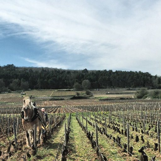French Wine Pronunciation Guide