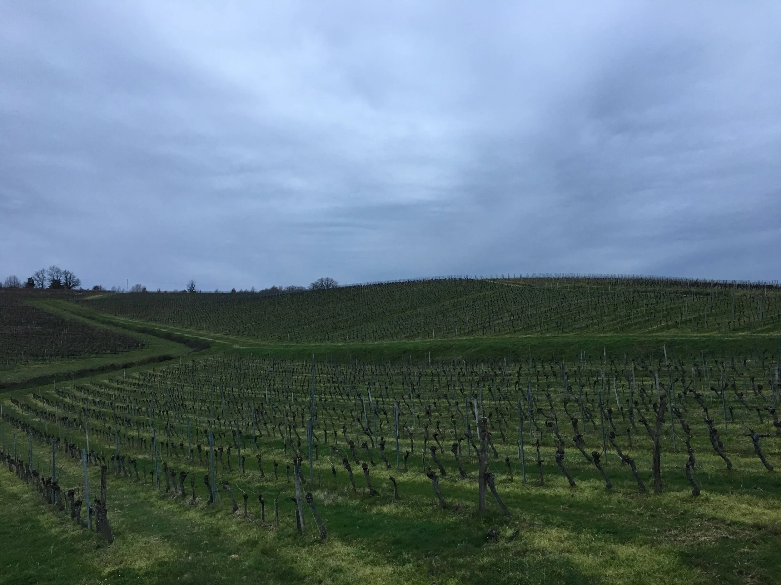 Bordeaux (II): Merlot