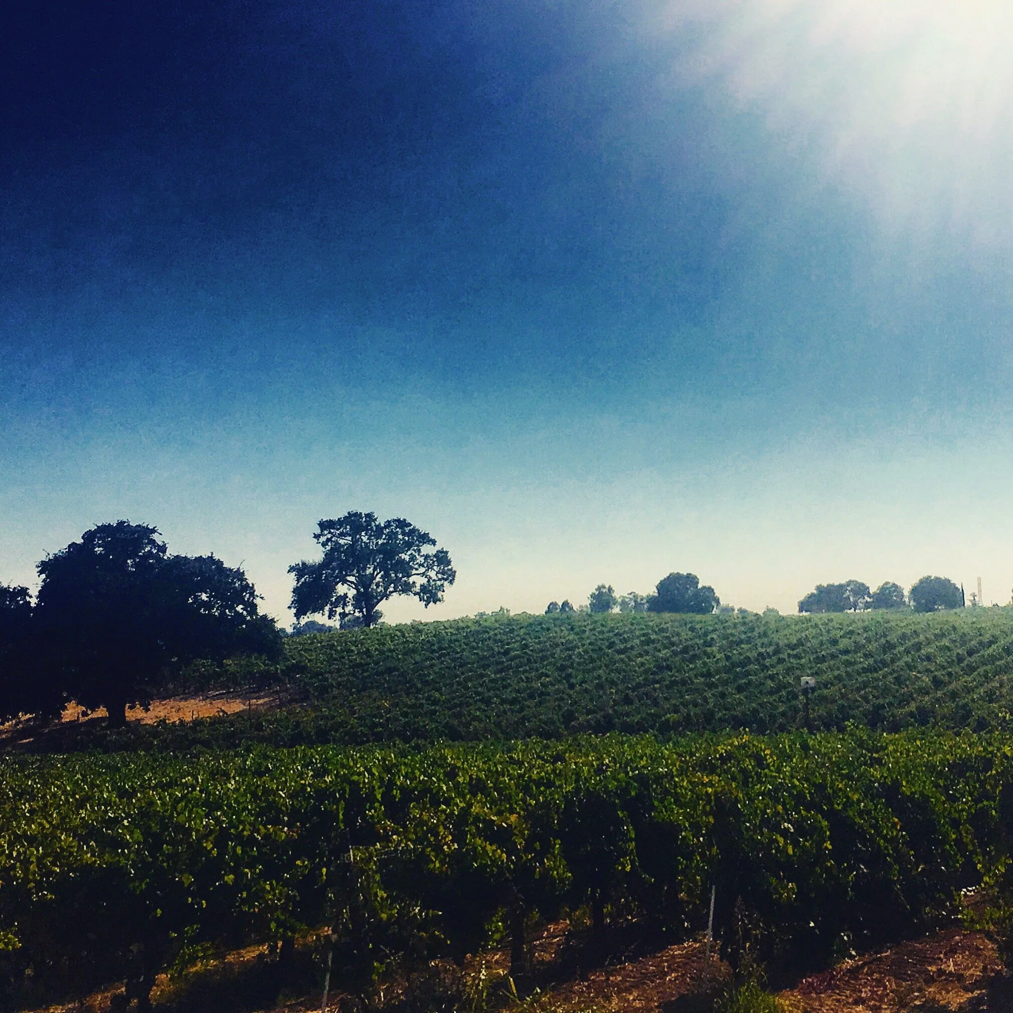 California (IV): Central Valley and Sierra Foothills