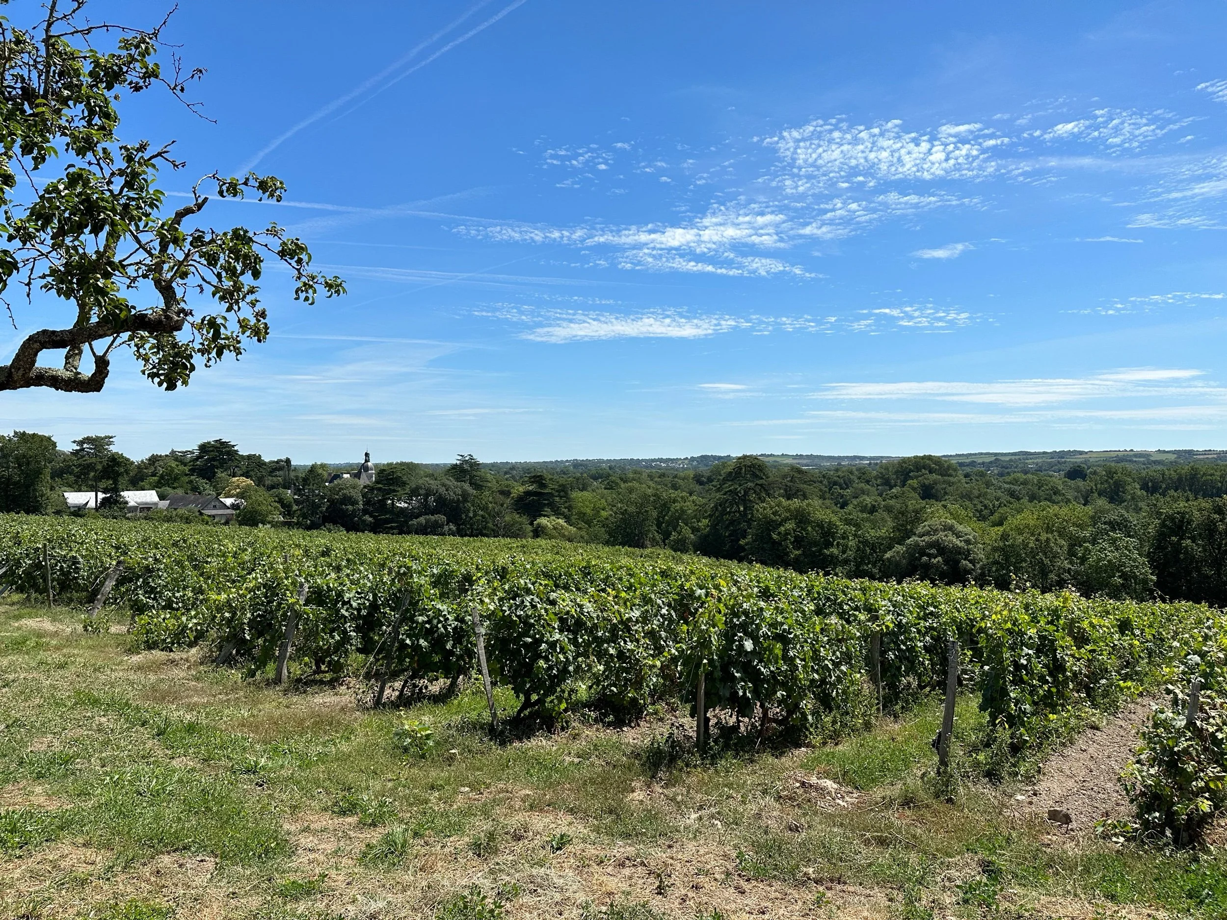 Dry Loire Chenin Blanc