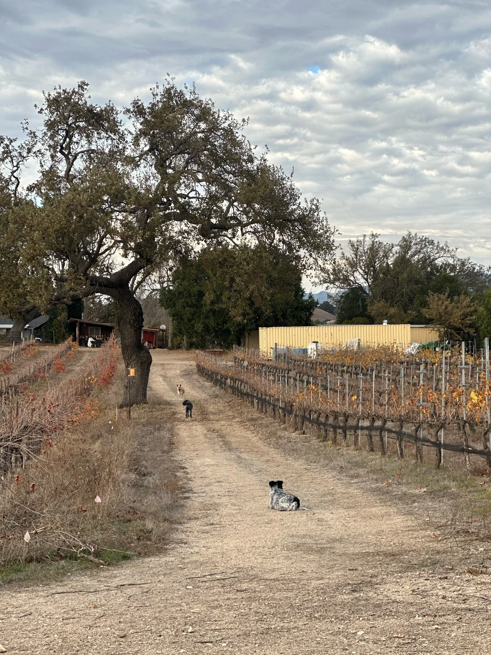 The Mediterranean Side to Santa Barbara
