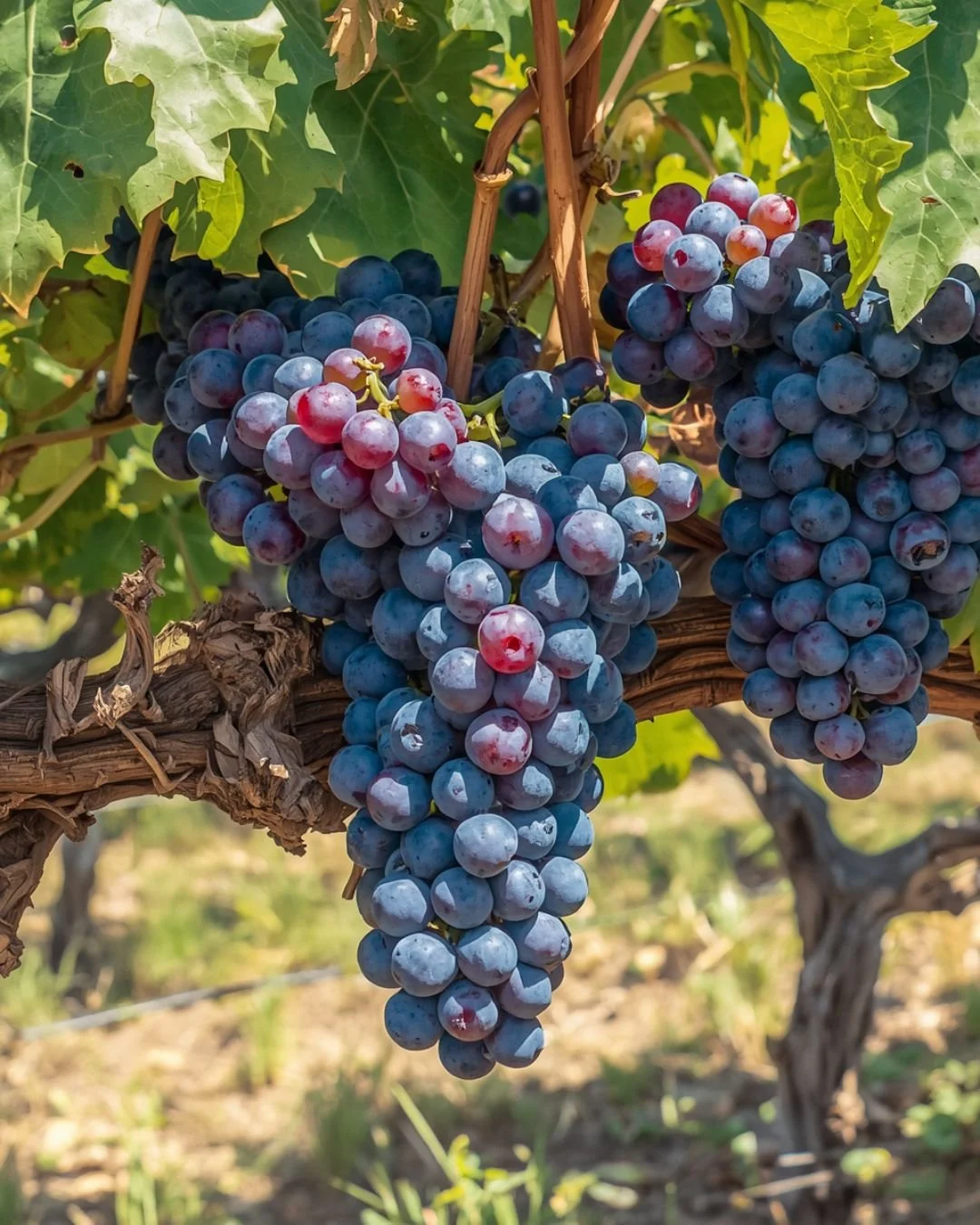 Following Spanish Varieties Around The World