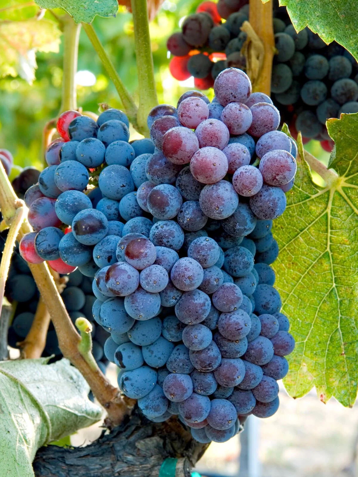 Following the Variety - Podcast Overview