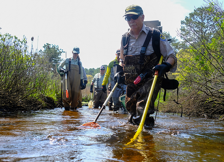 My first experience electrofishing with the folks from Mass. Fishery, Wildlife and Game down on the Lyman Estate in Bourne.