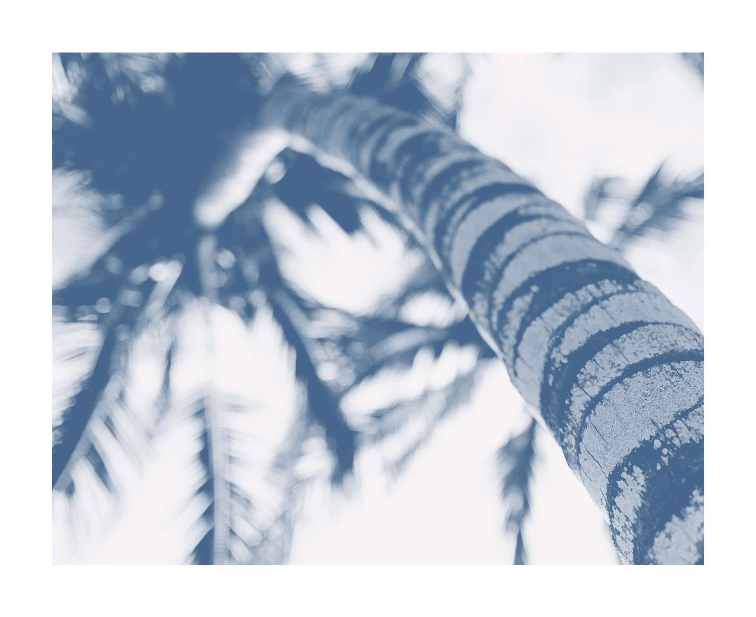 sunup_tree.jpg