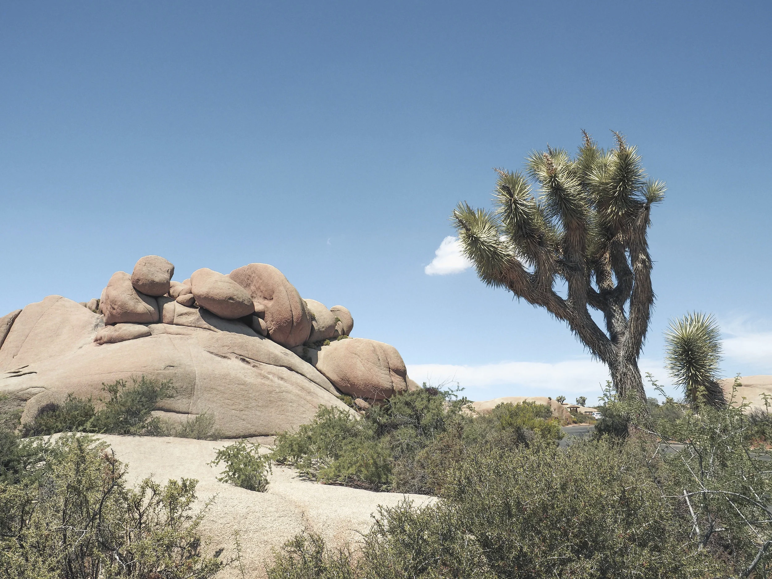 Joshua Tree National Park is an other-worldy area of desert in California. With stunning rock formations and unique trees and plants, it's filled with amazing hiking trails and scenic views. #nationalpark #joshuatree #california #hiking