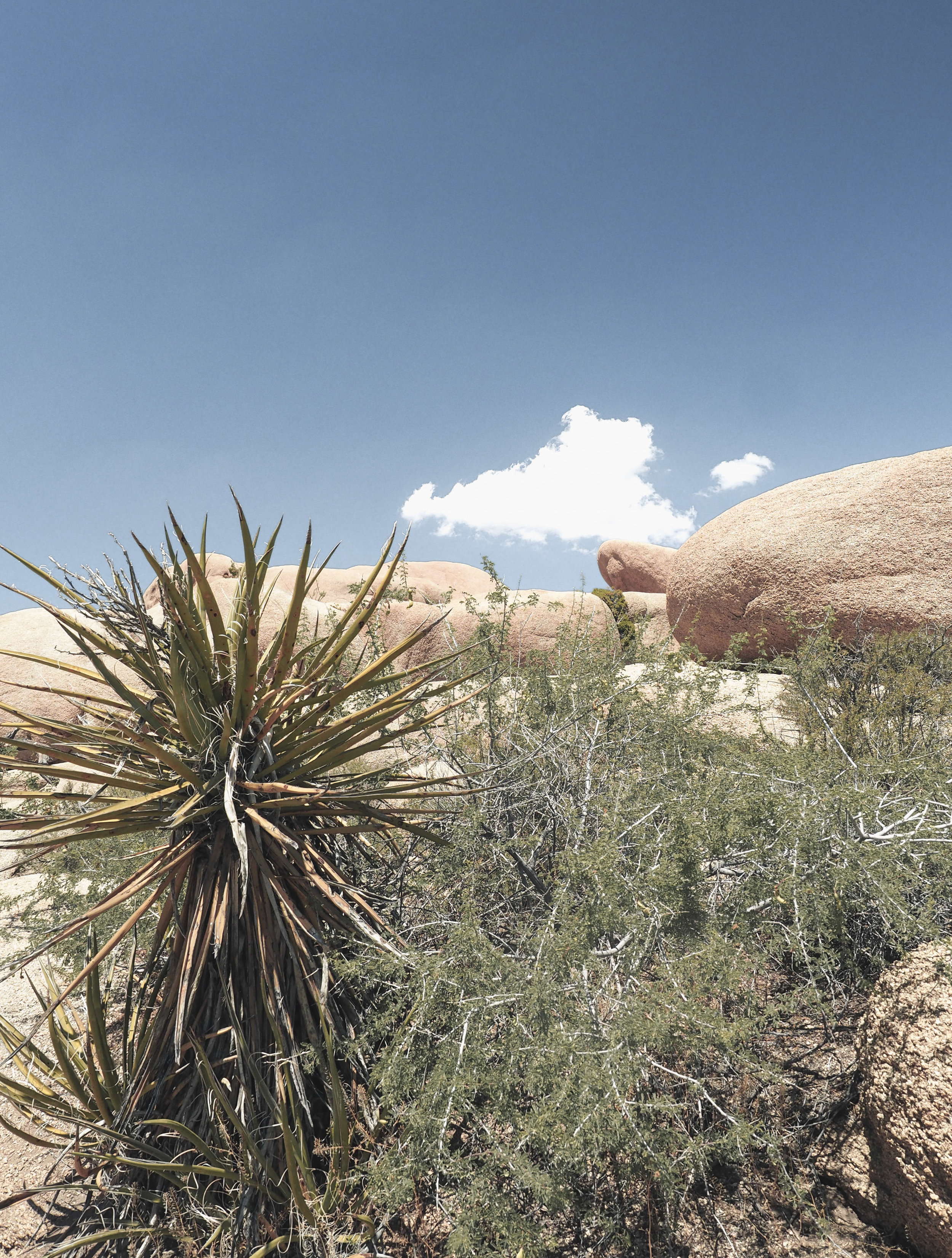 Joshua Tree National Park is an other-worldy area of desert in California. With stunning rock formations and unique trees and plants, it's filled with amazing hiking trails and scenic views. #nationalpark #joshuatree #california #hiking