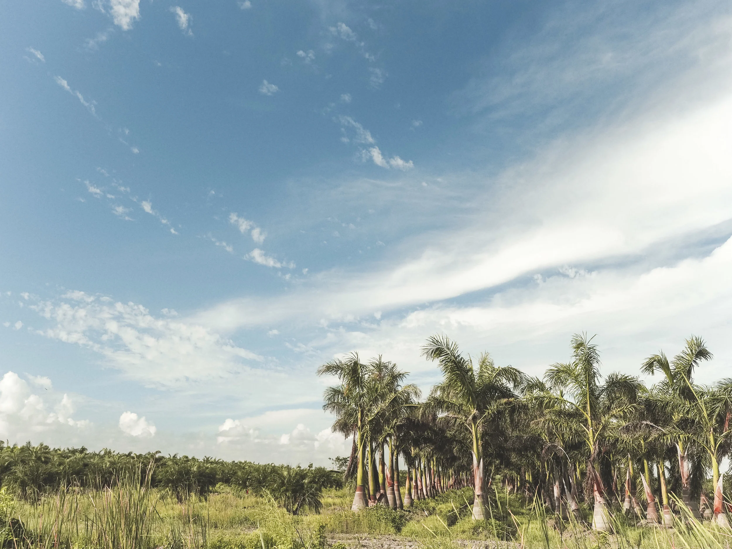 Miami may have a reputation but there's so much to explore around the city and nearby Ft. Lauderdale that doesn't have the South beach vibe. Check out gators, go snorkeling, have the freshest smoothie of your life or be surrounded by street art! #miami #ftlauderdale #florida #travel