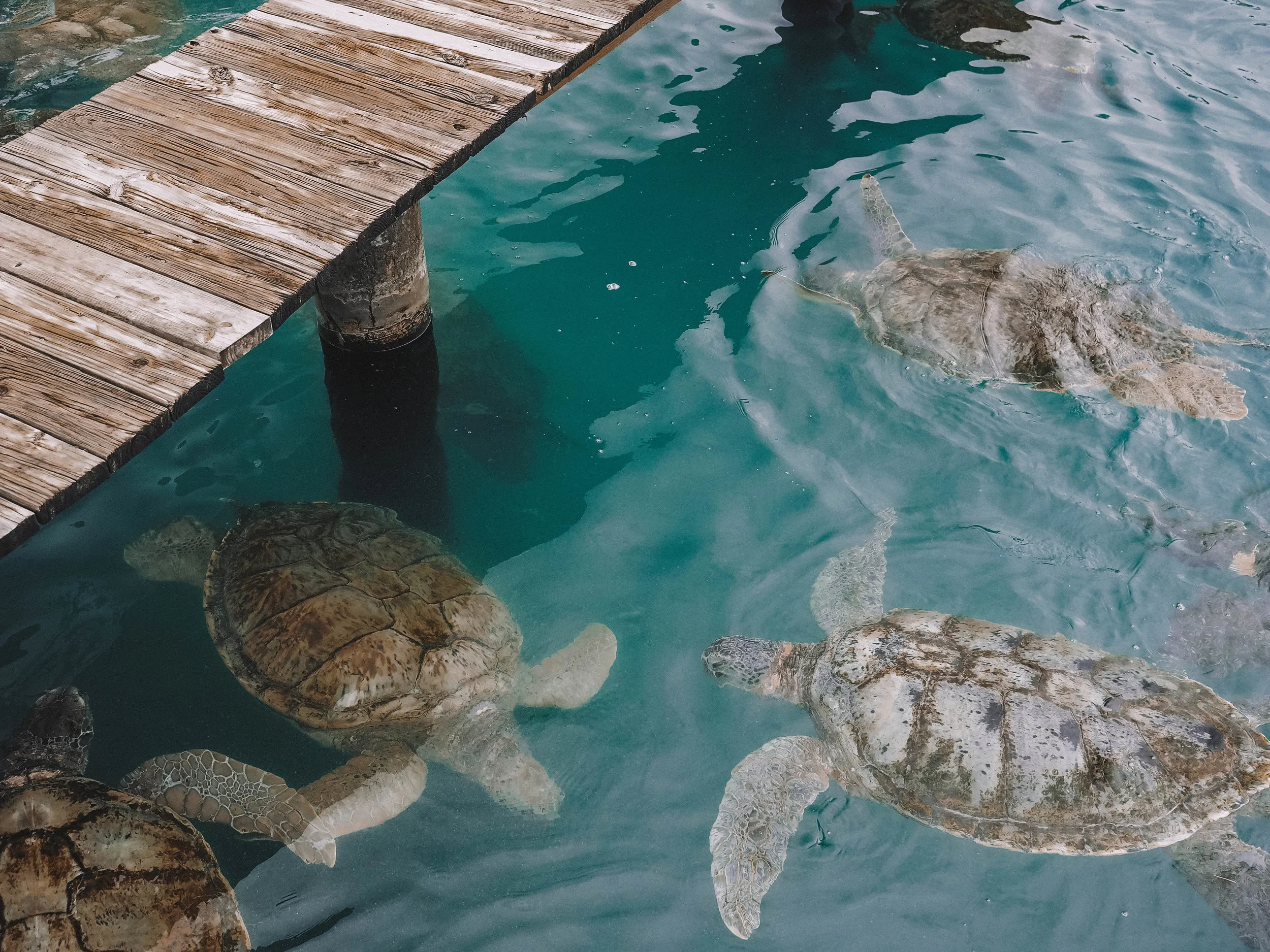 Cayman Islands Vacation 6 Things You Cannot Miss Adrift Aesthetic cayman islands vacation 6 things you