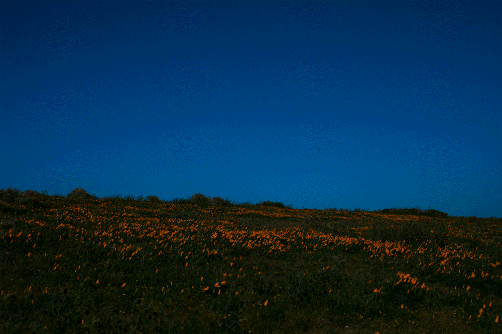 CrownLight_2.gif