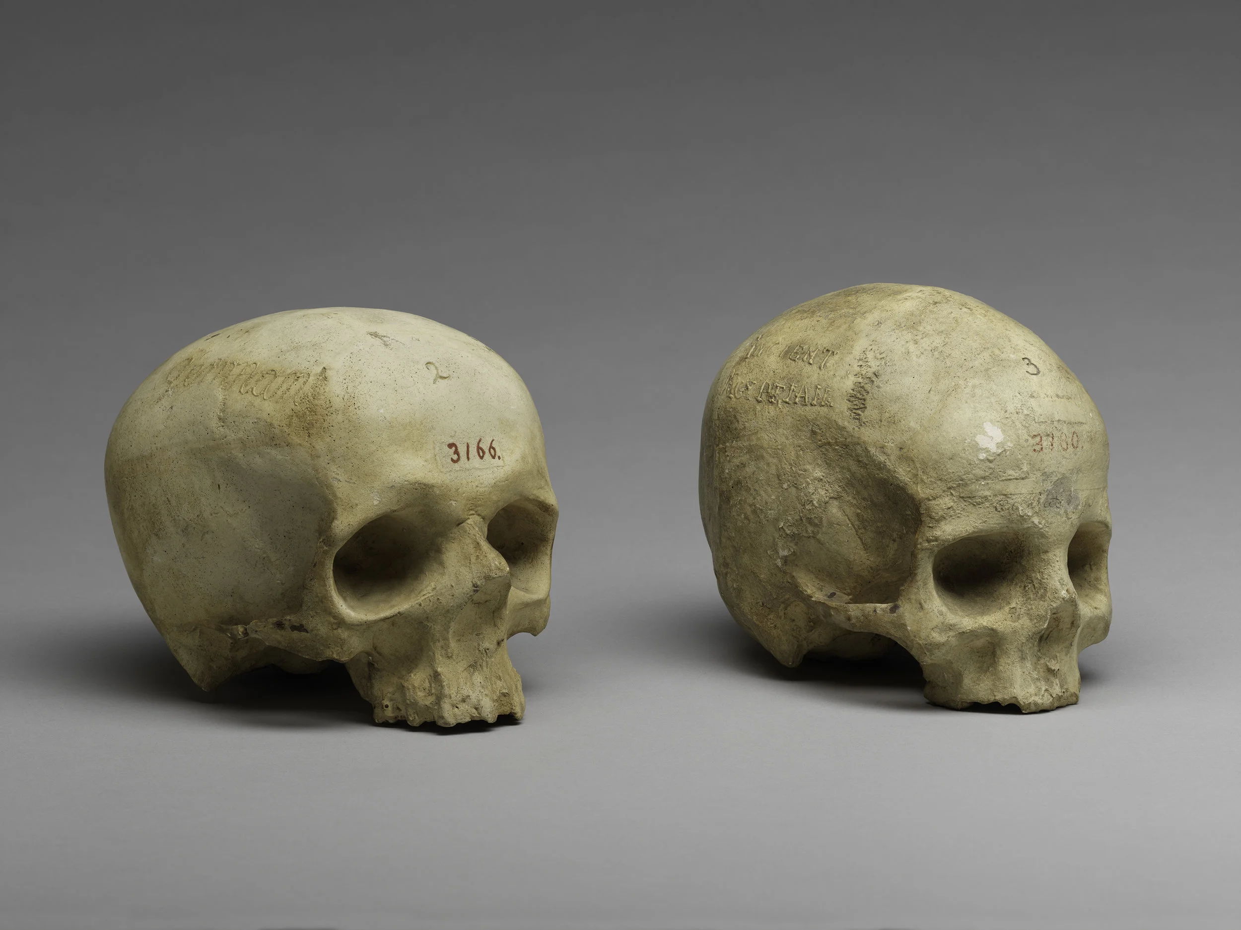 Two ivory human skull replicas with red catalog numbers, angled to show front and side views, placed against a plain gray background.
