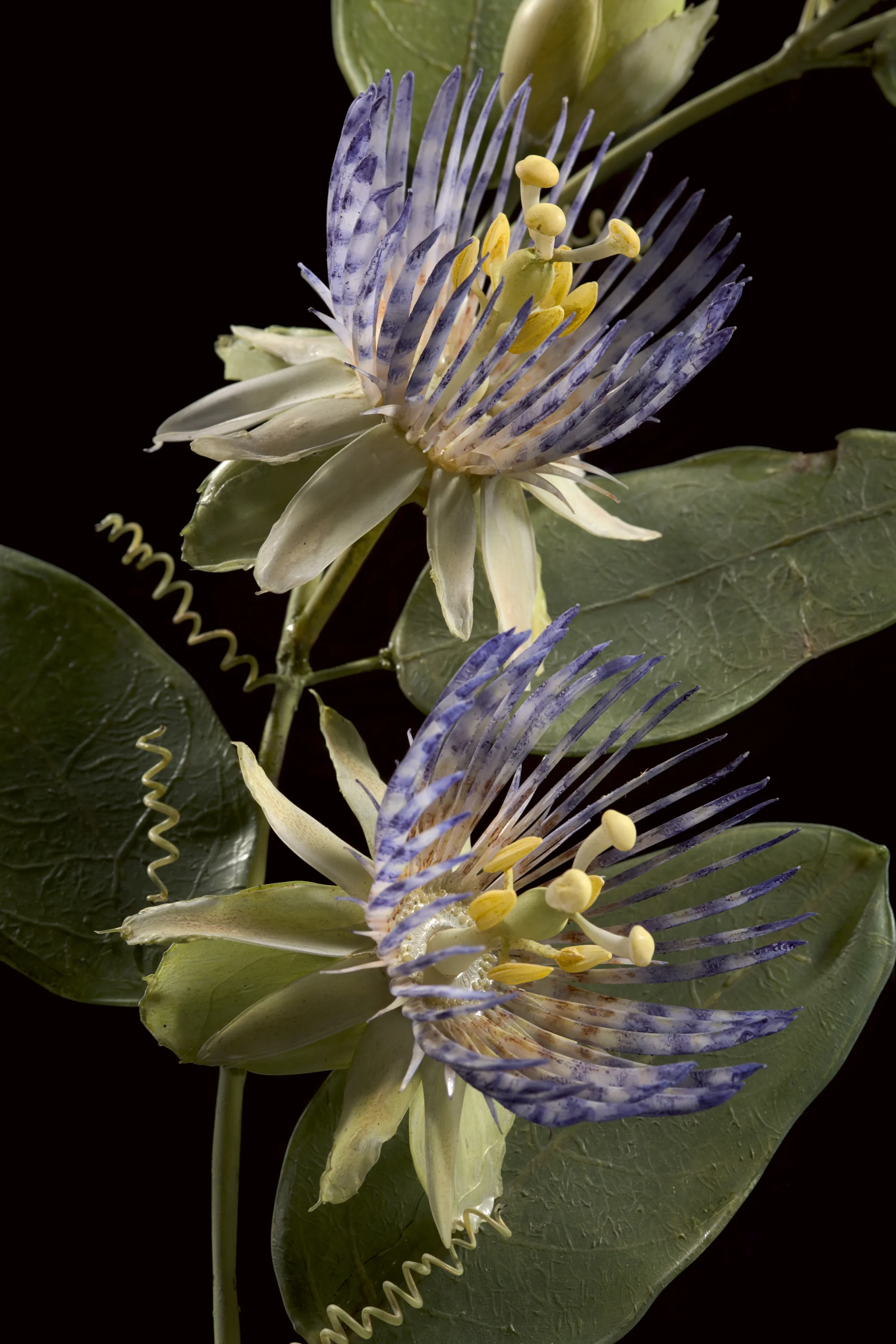 Close-up of a passionflower with blue and white striped petals, yellow reproductive structures, and green leaves against a black background.