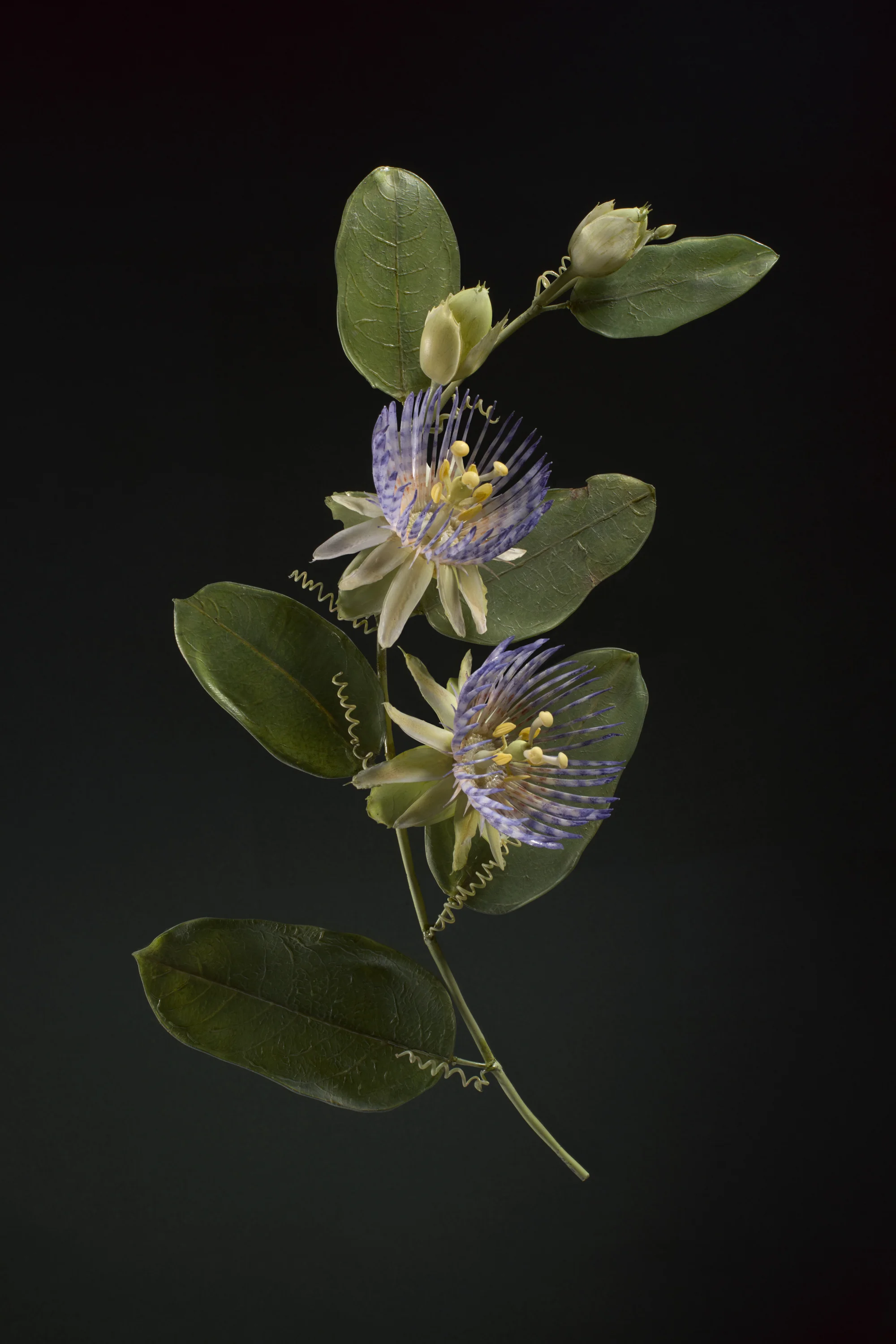 Close-up of a Passionflower plant with purple and yellow flowers, green leaves, and tendrils against a black background.