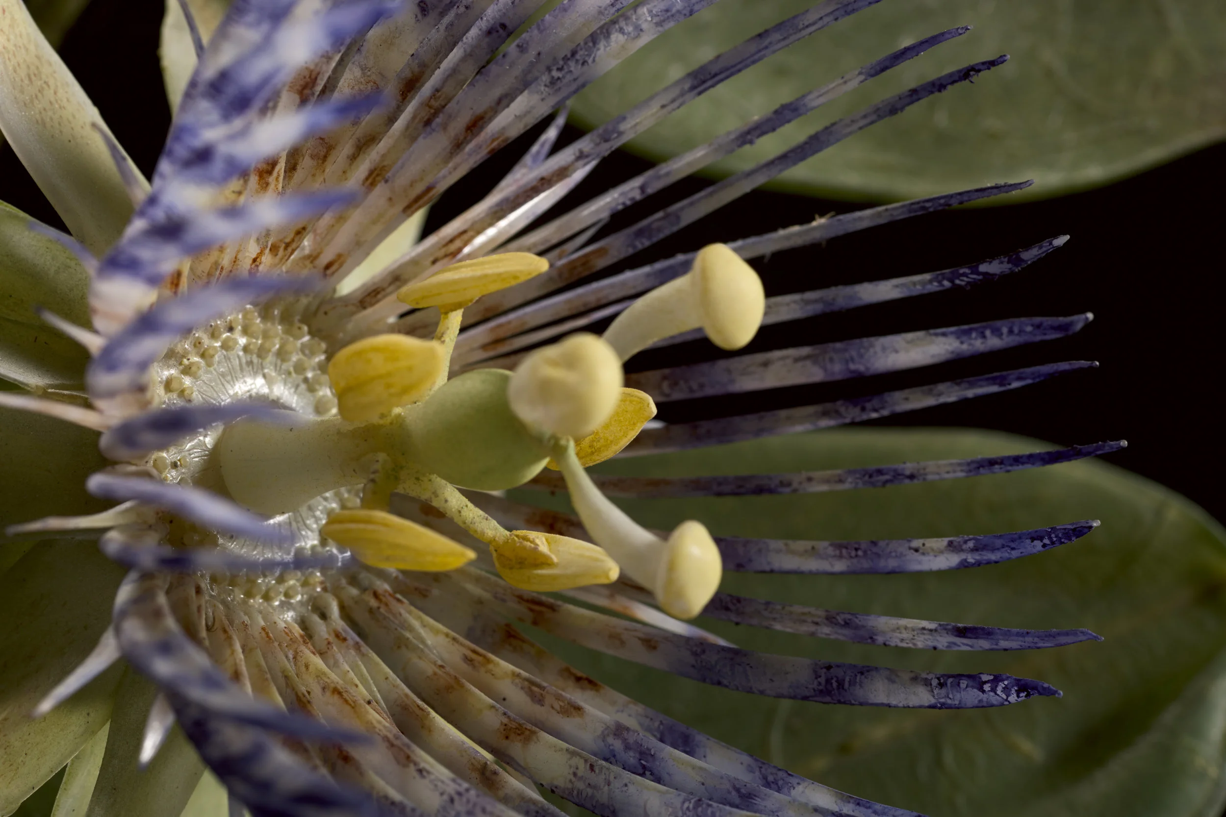 Close-up of a desert rose flower showing yellow and white petals and blue-tipped spines.
