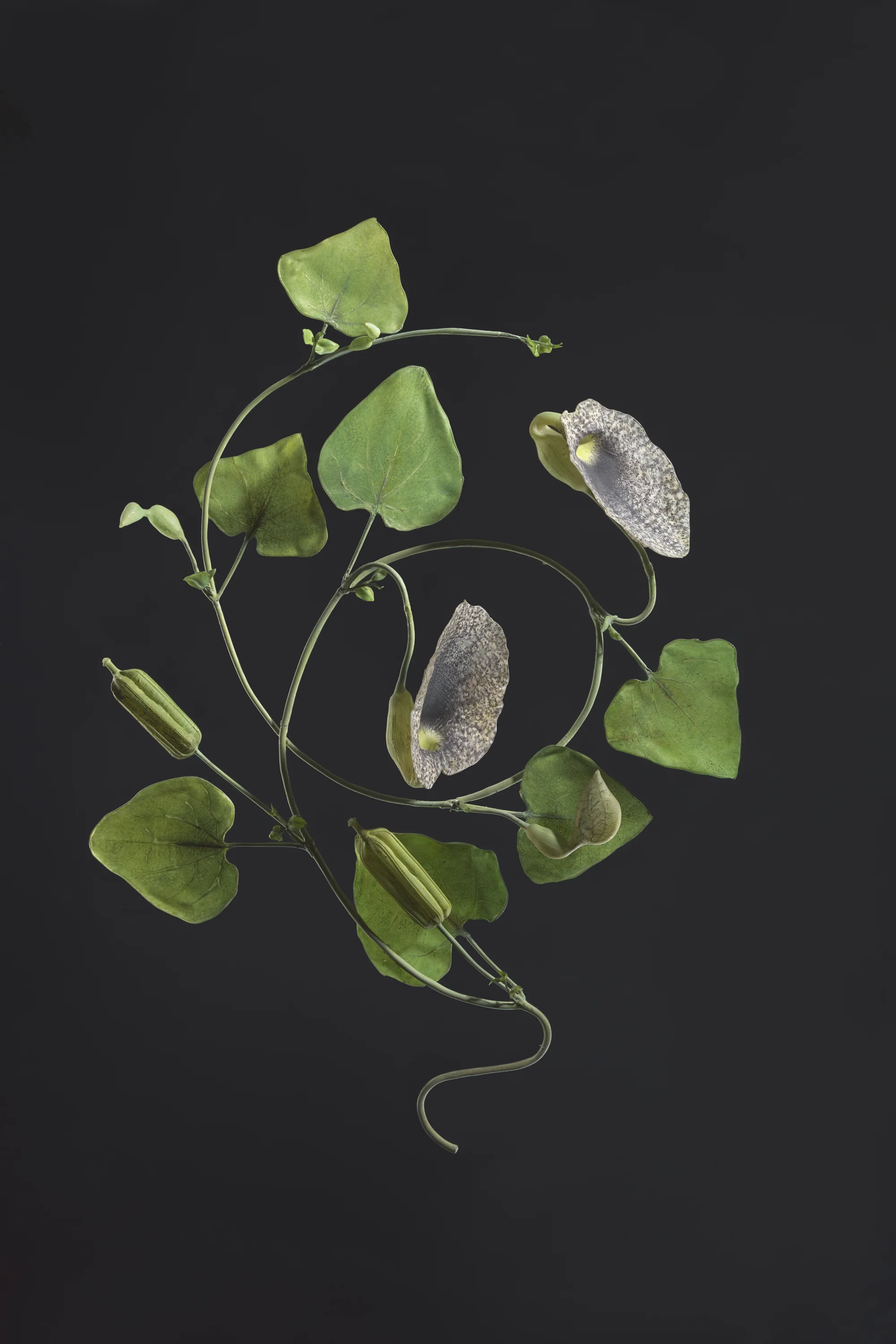 Close-up of a creeping plant with green, heart-shaped leaves, small buds, and speckled seed pods against a dark background.