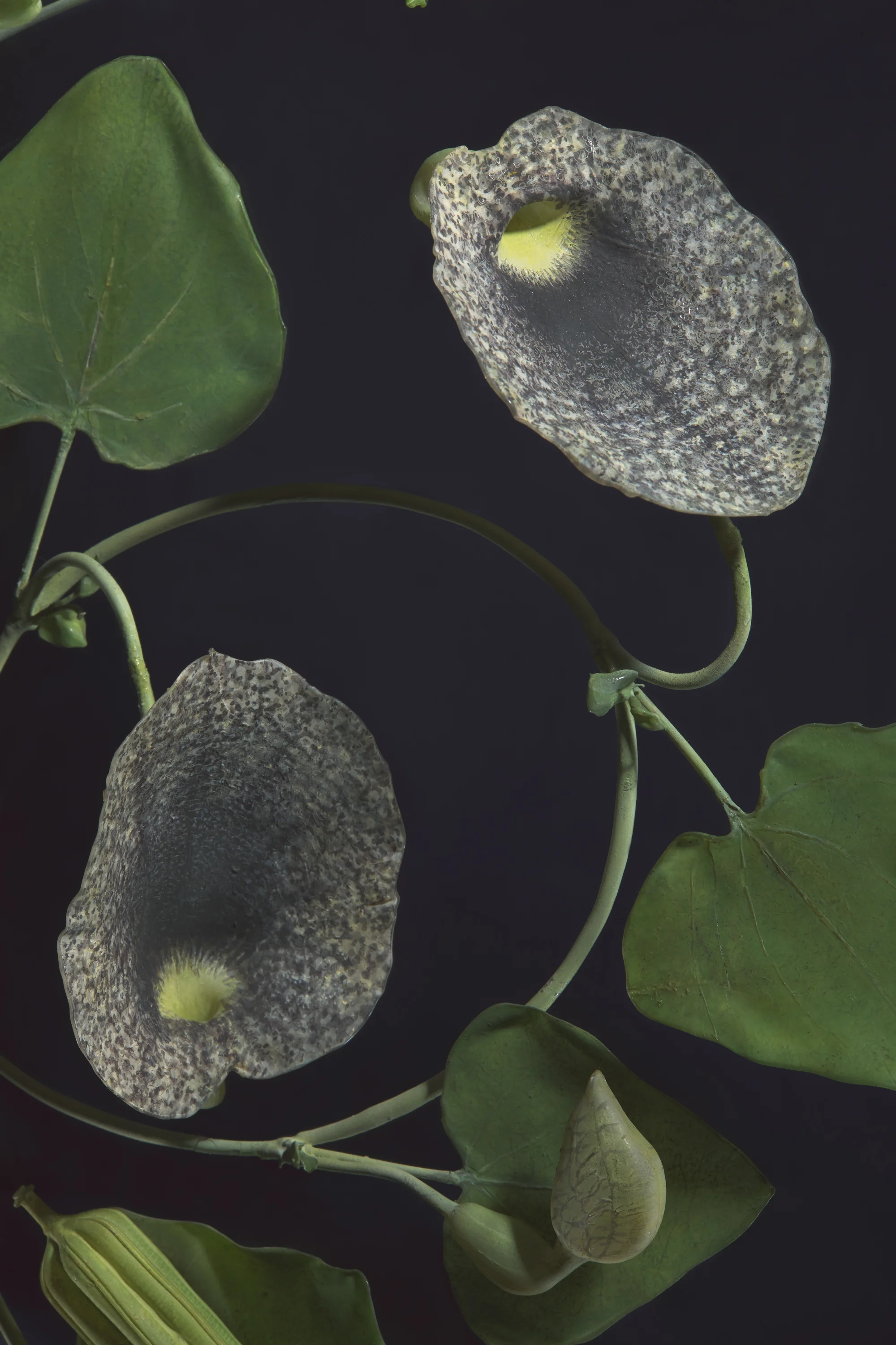 Close-up of green leaves and flowers on a dark background.
