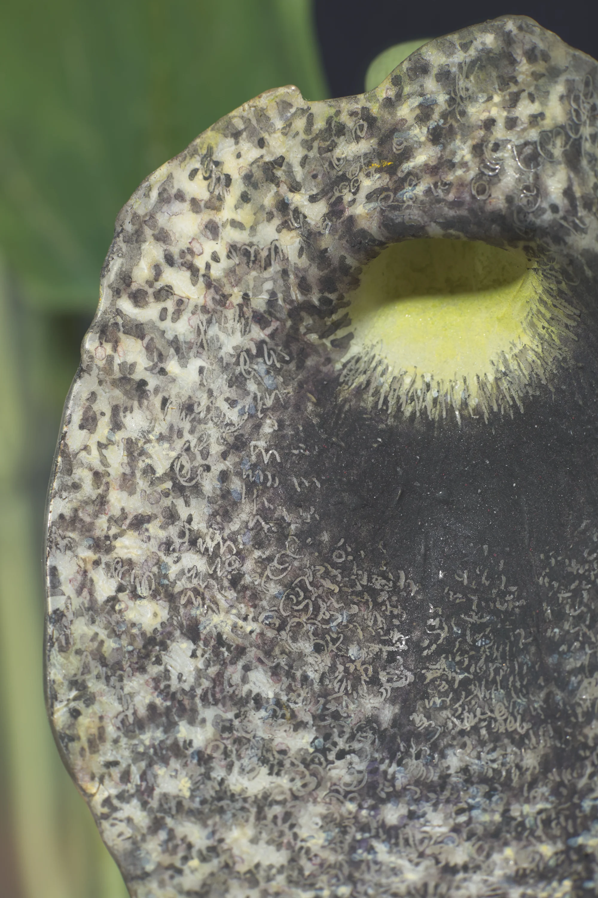 Close-up of a metallic object with a textured surface covered in small, irregular black and gray patterns and a yellowish area near the center.
